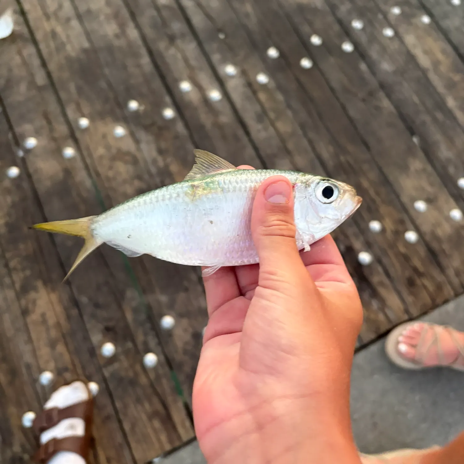 The most recent Mooneye catches on Fishbrain