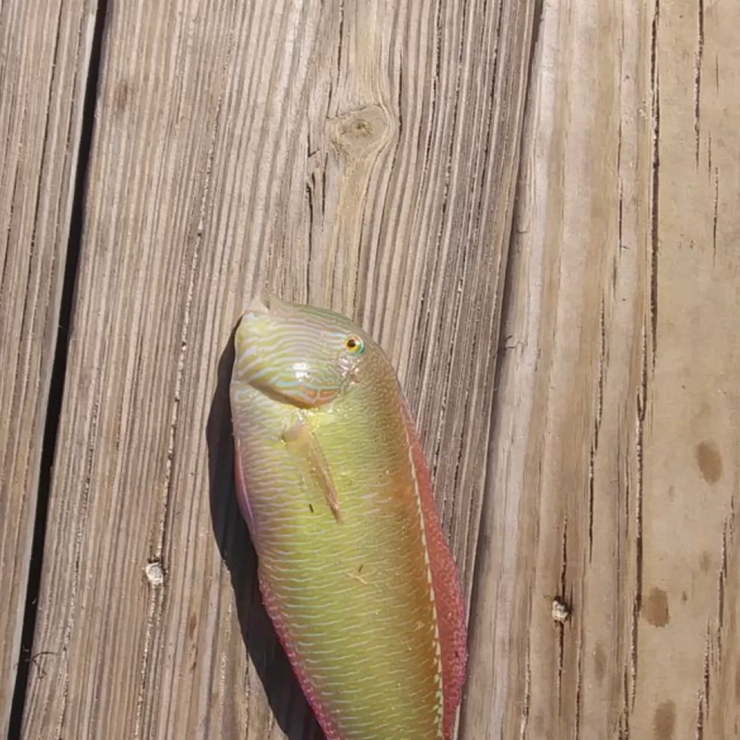 The most popular recent Peacock wrasse catch on Fishbrain