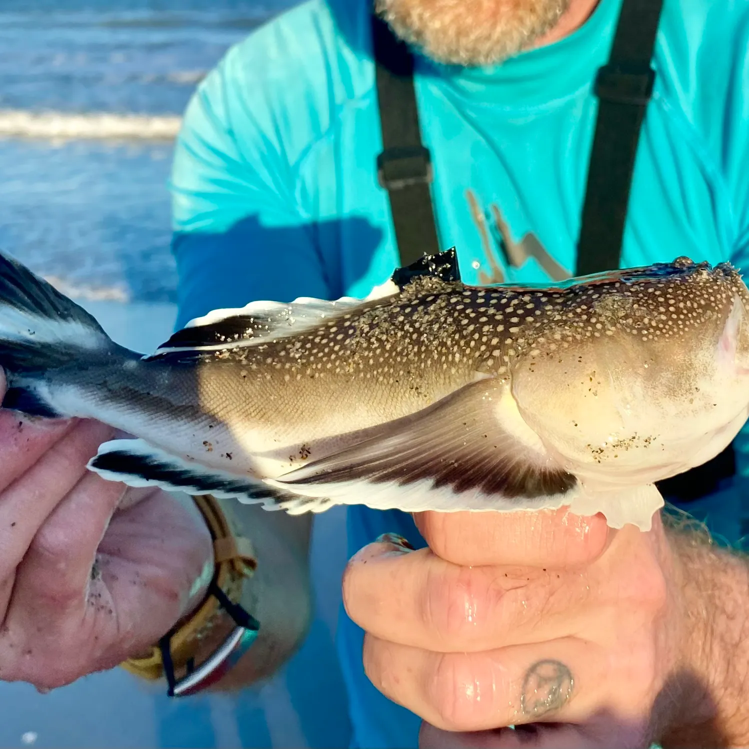 The most recent Atlantic stargazer catches on Fishbrain