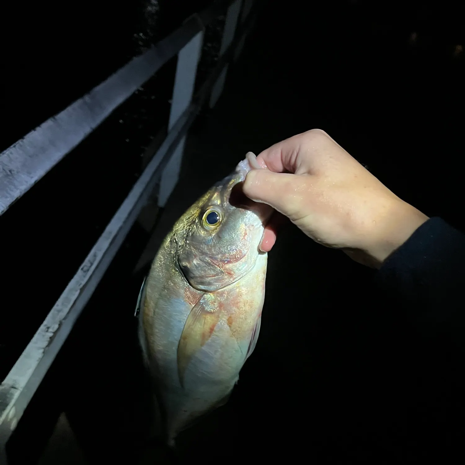 The most recent Silver trevally catches on Fishbrain