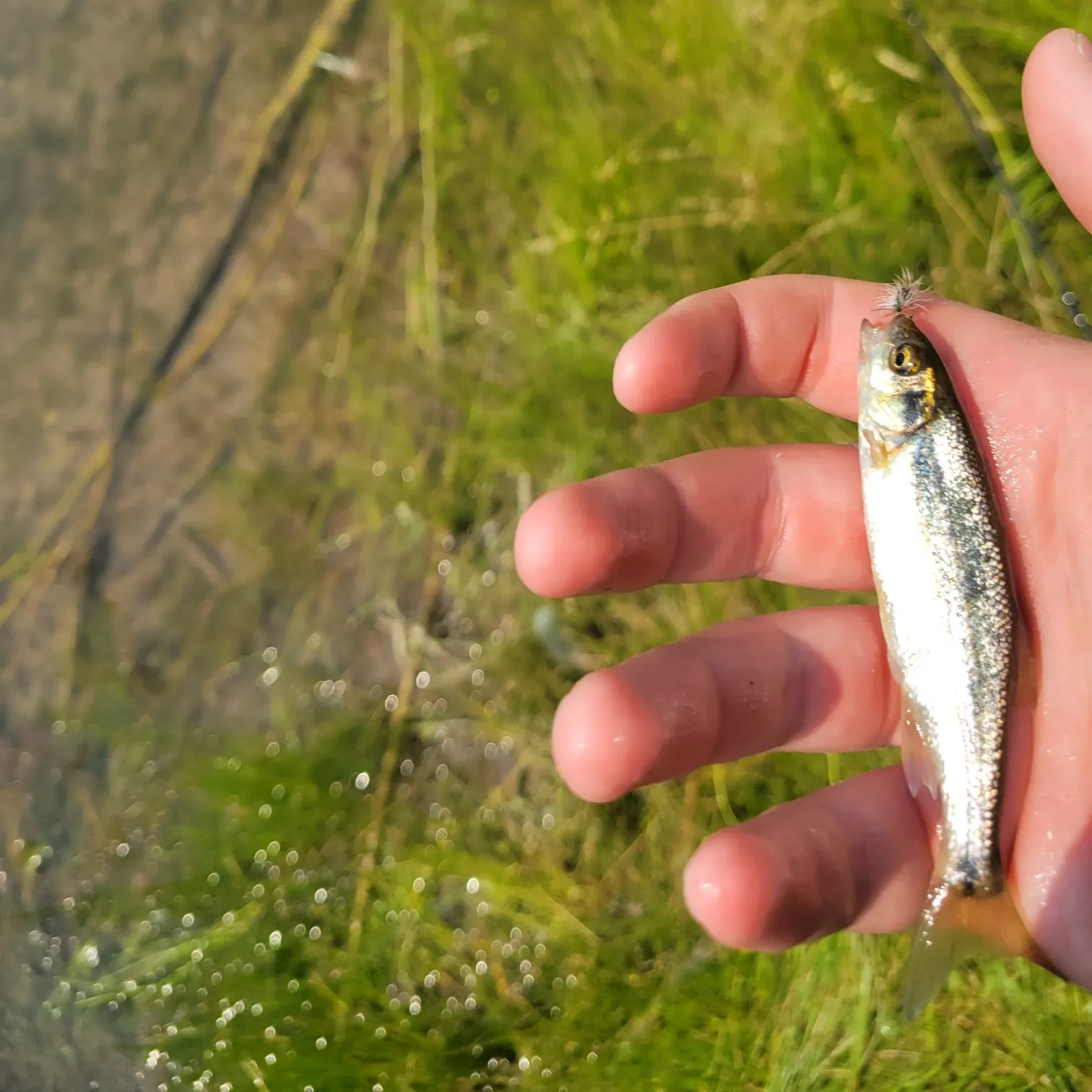 The most recent Redside shiner catches on Fishbrain