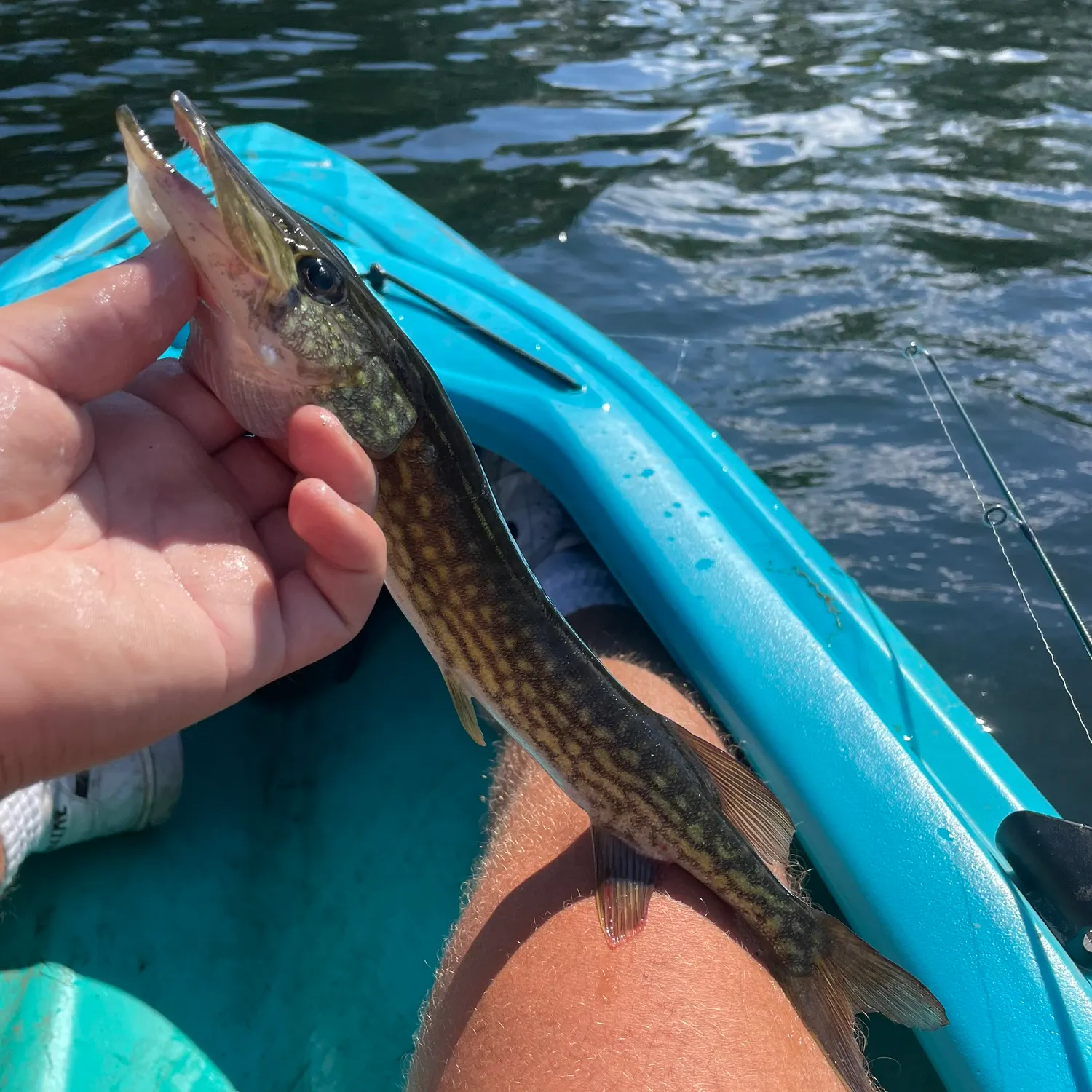 Chain pickerel caught on Fishbrain