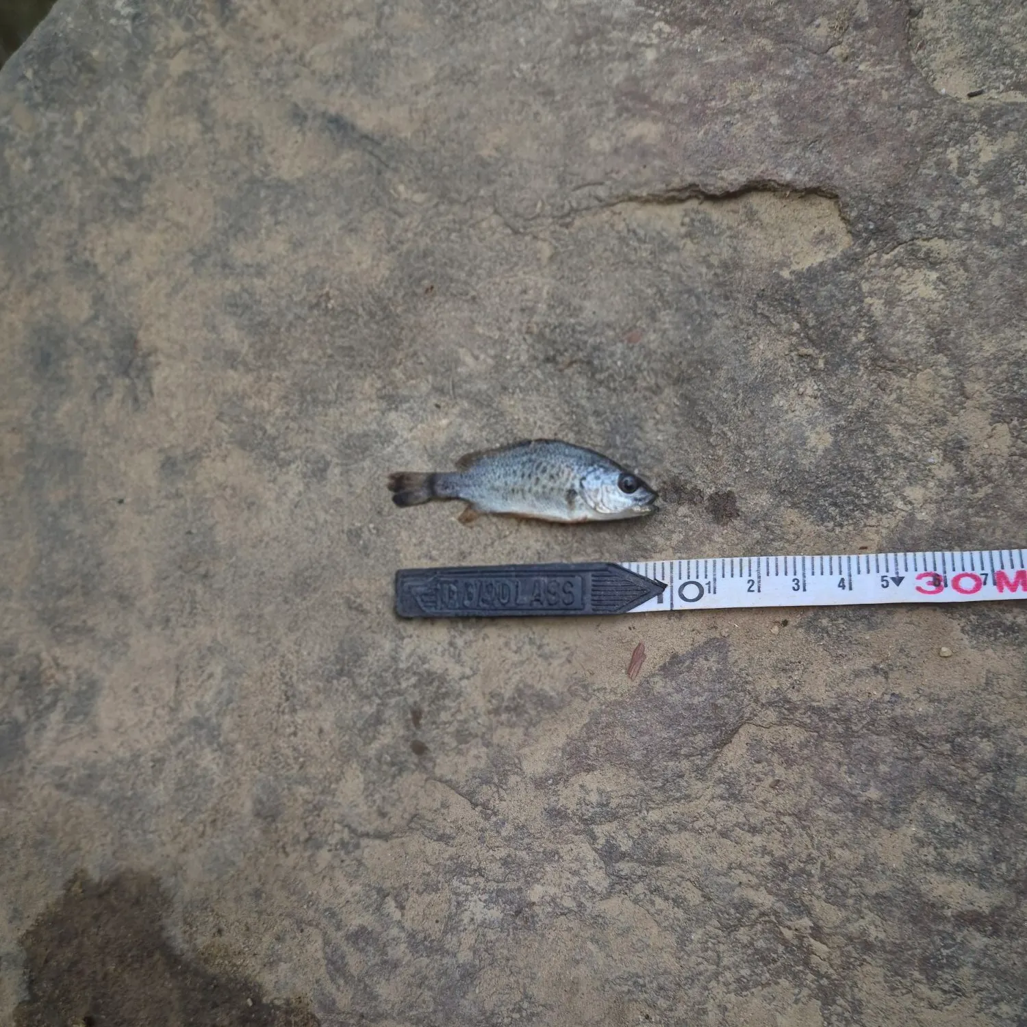 The most recent Spangled perch catches on Fishbrain