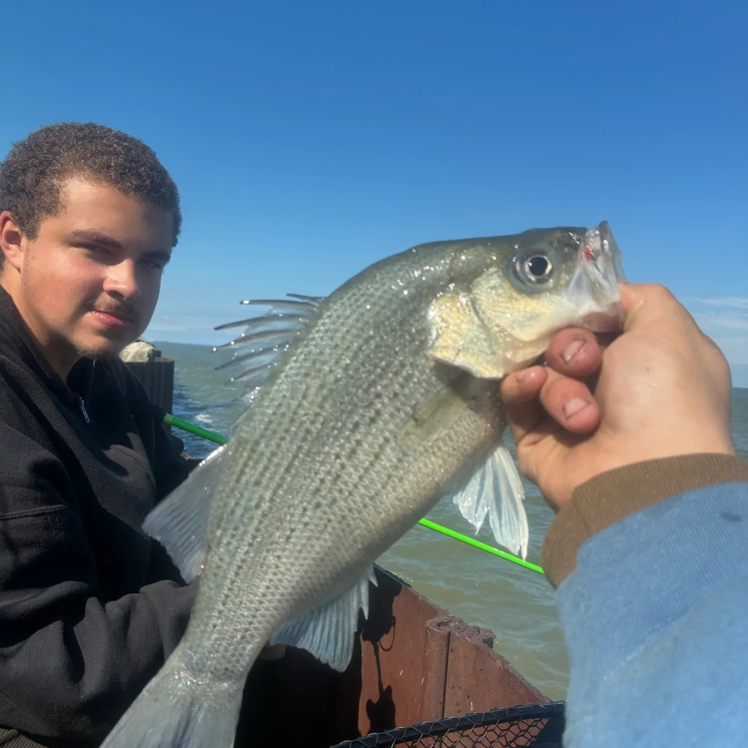 White bass caught on Fishbrain