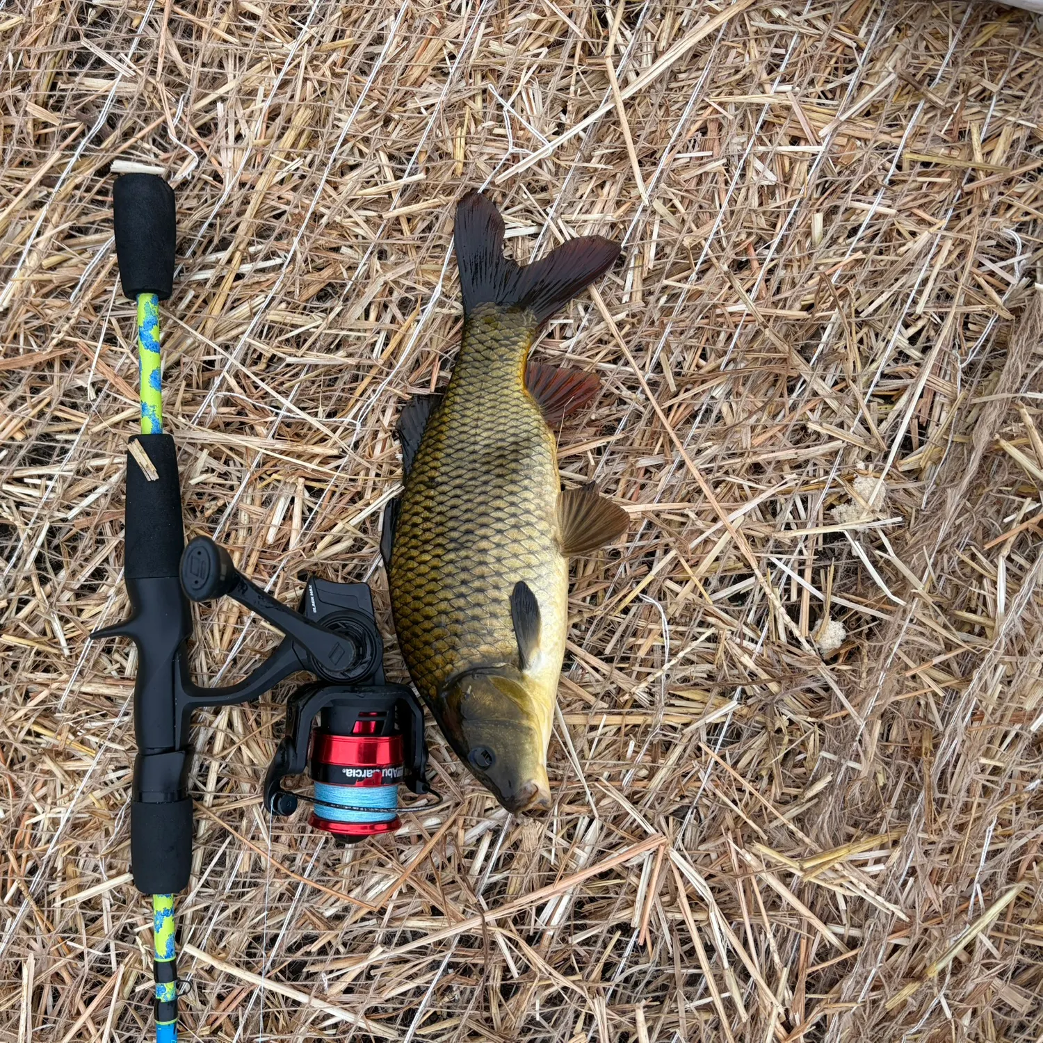 Common carp caught on Fishbrain