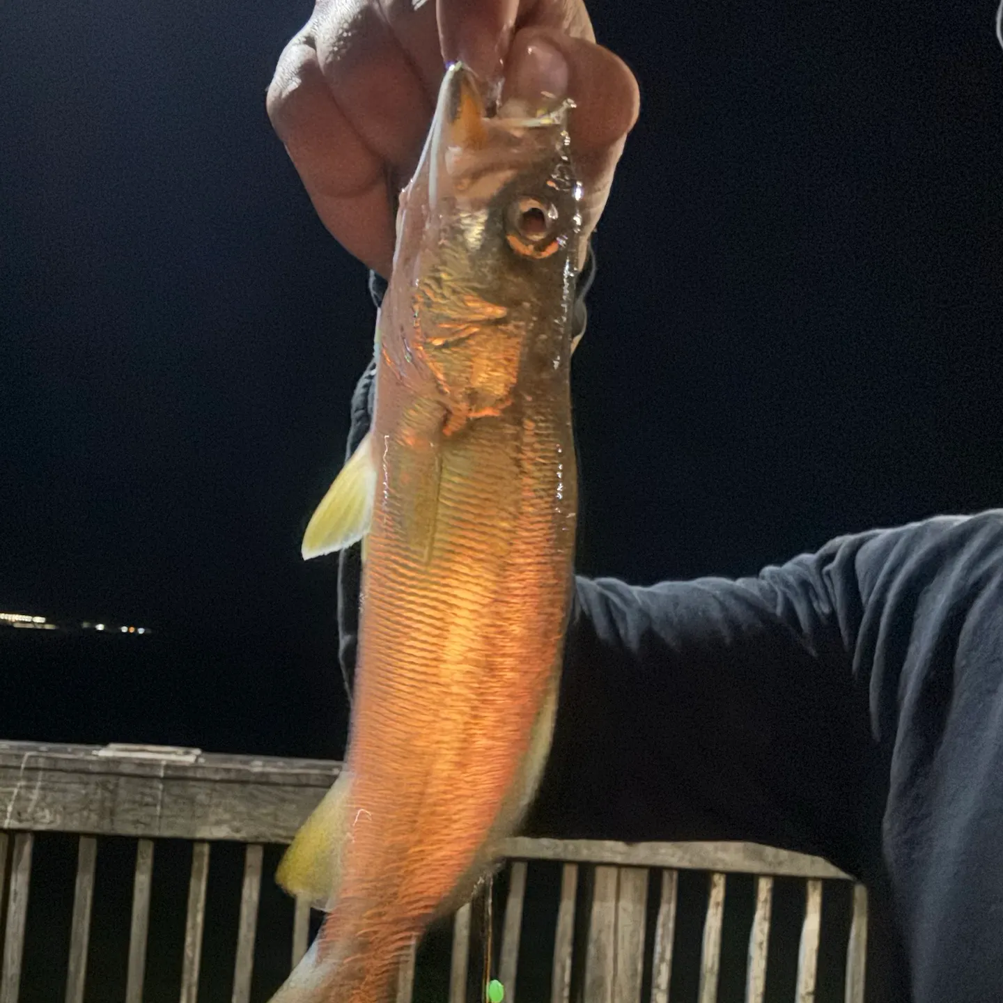 Silver perch caught on Fishbrain