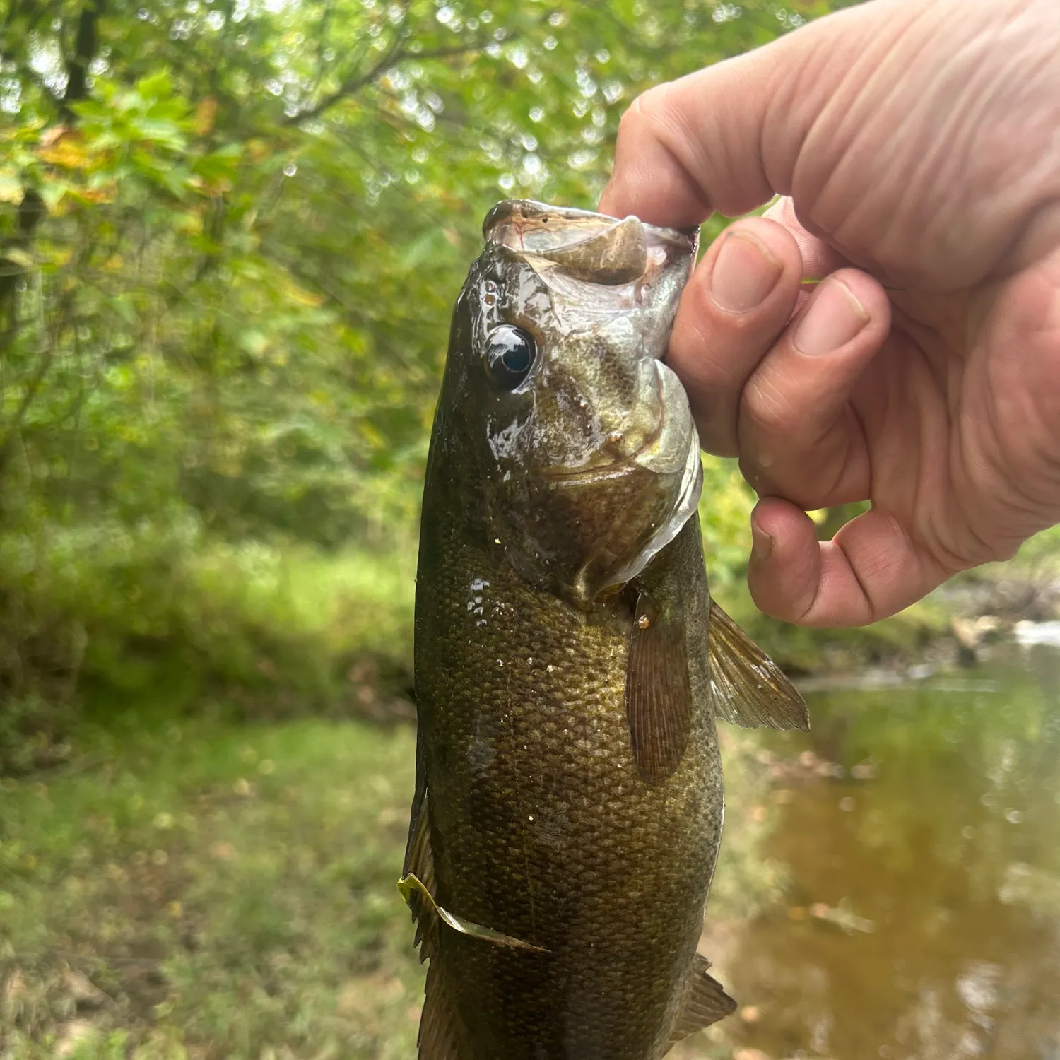 Smallmouth bass caught on Fishbrain
