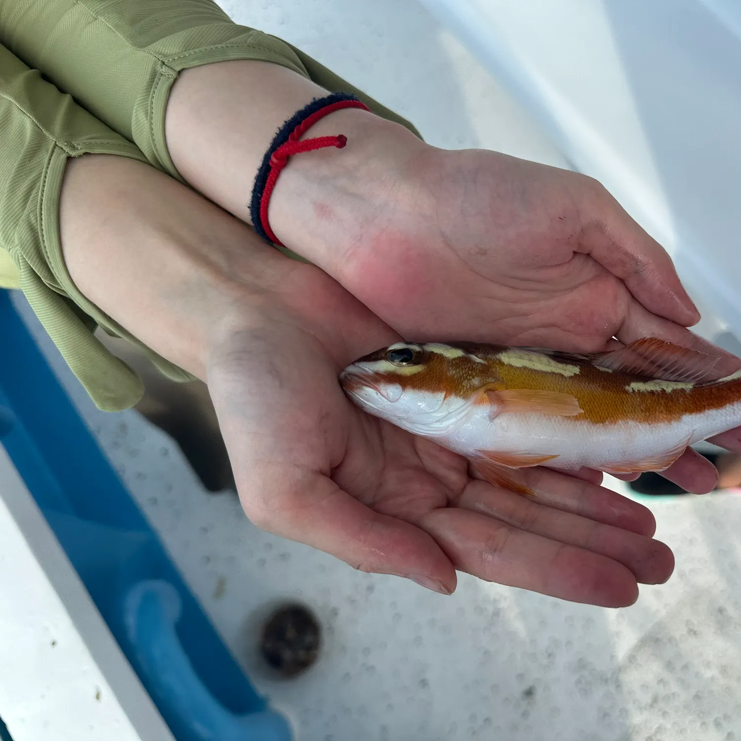 The most recent Tobaccofish catches on Fishbrain