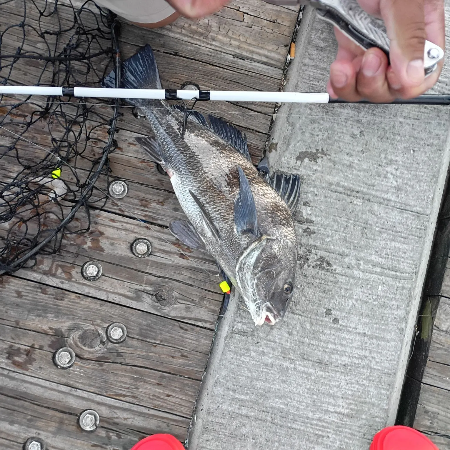 Black drum caught on Fishbrain