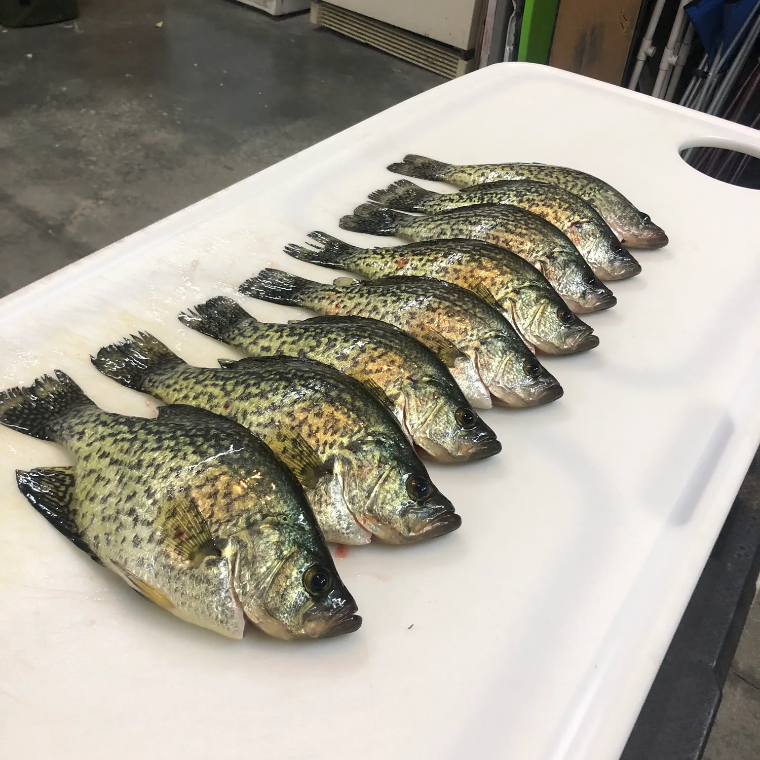 Black crappie caught on Fishbrain
