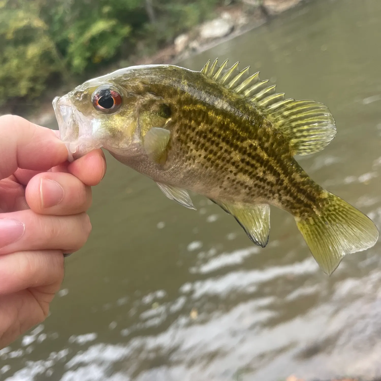 Rock bass caught on Fishbrain