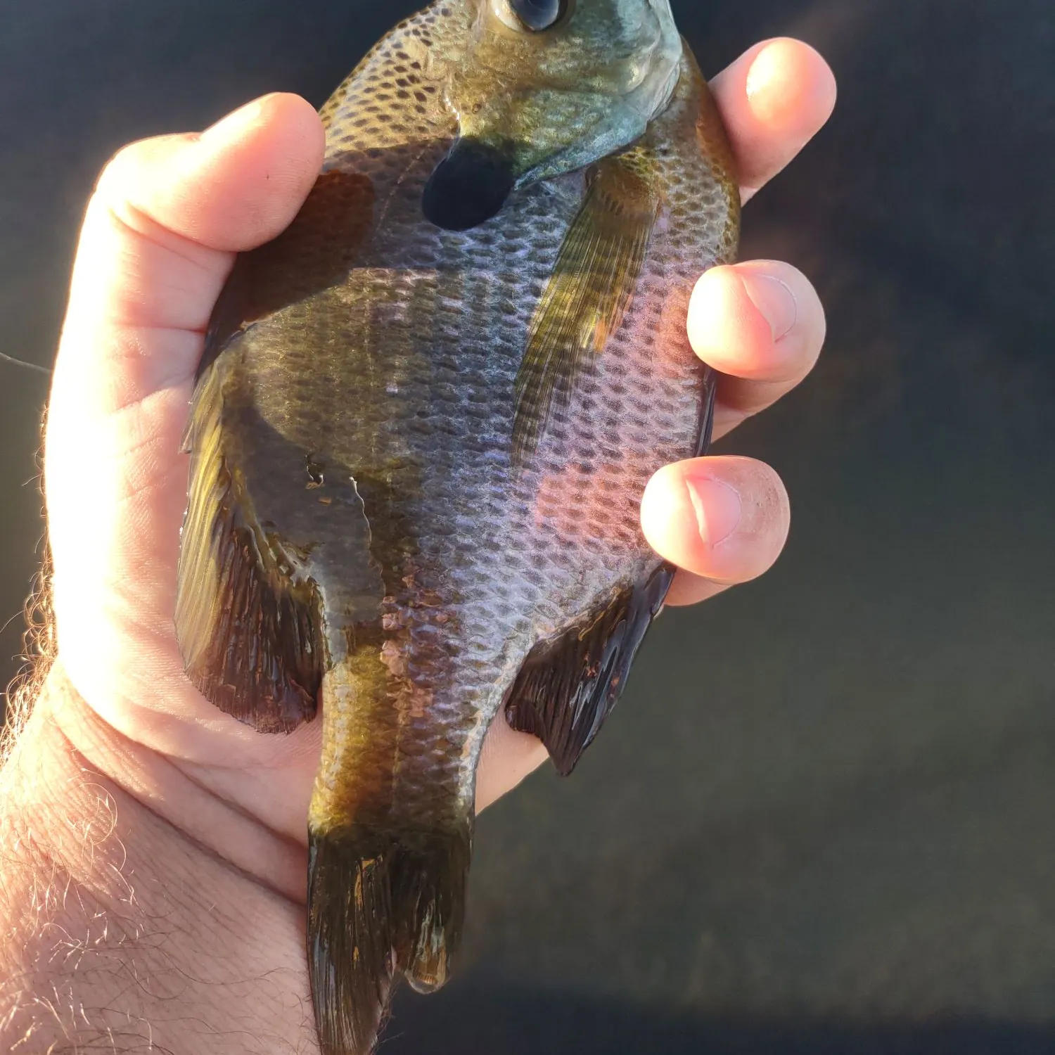 Bluegill caught on Fishbrain