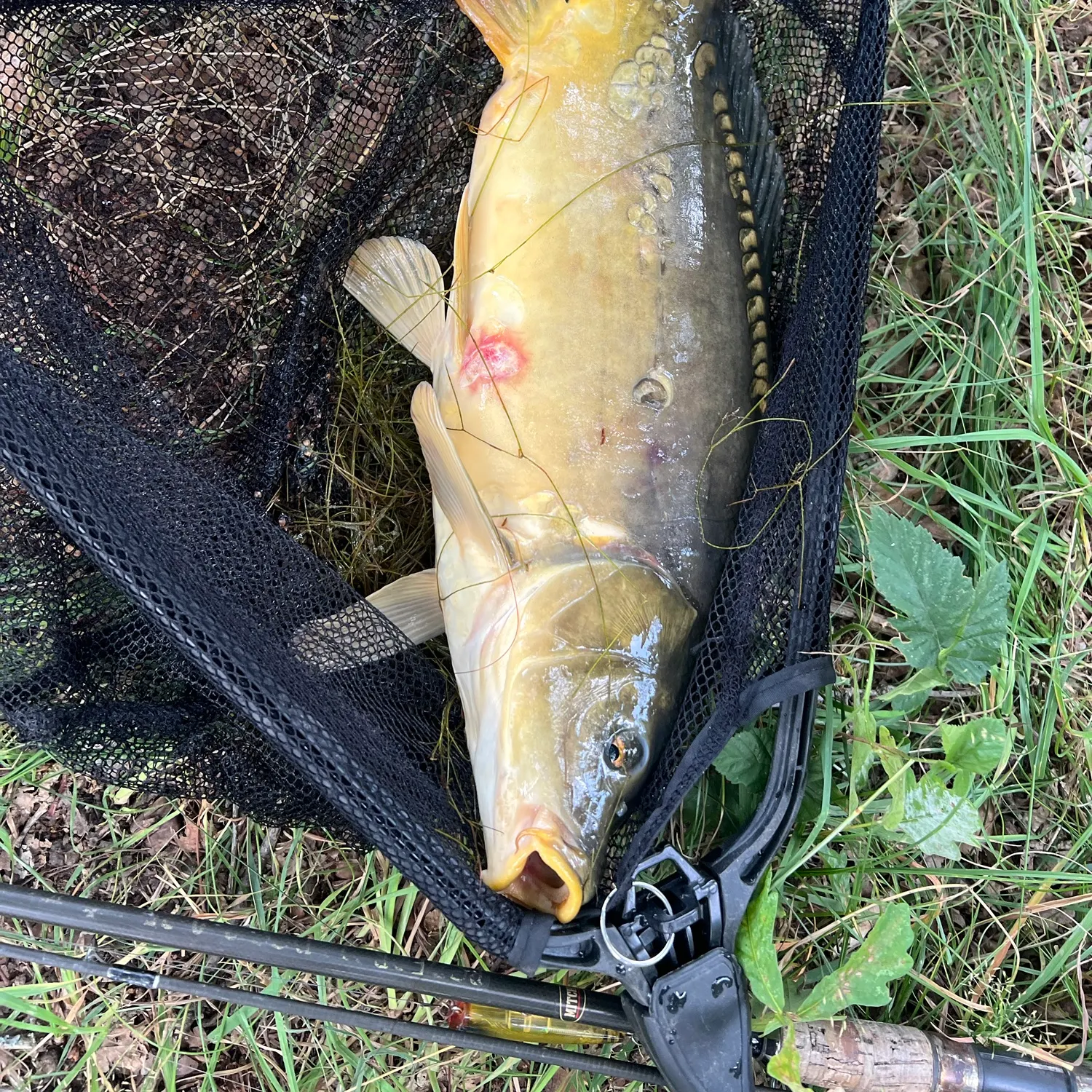 Mirror carp caught on Fishbrain