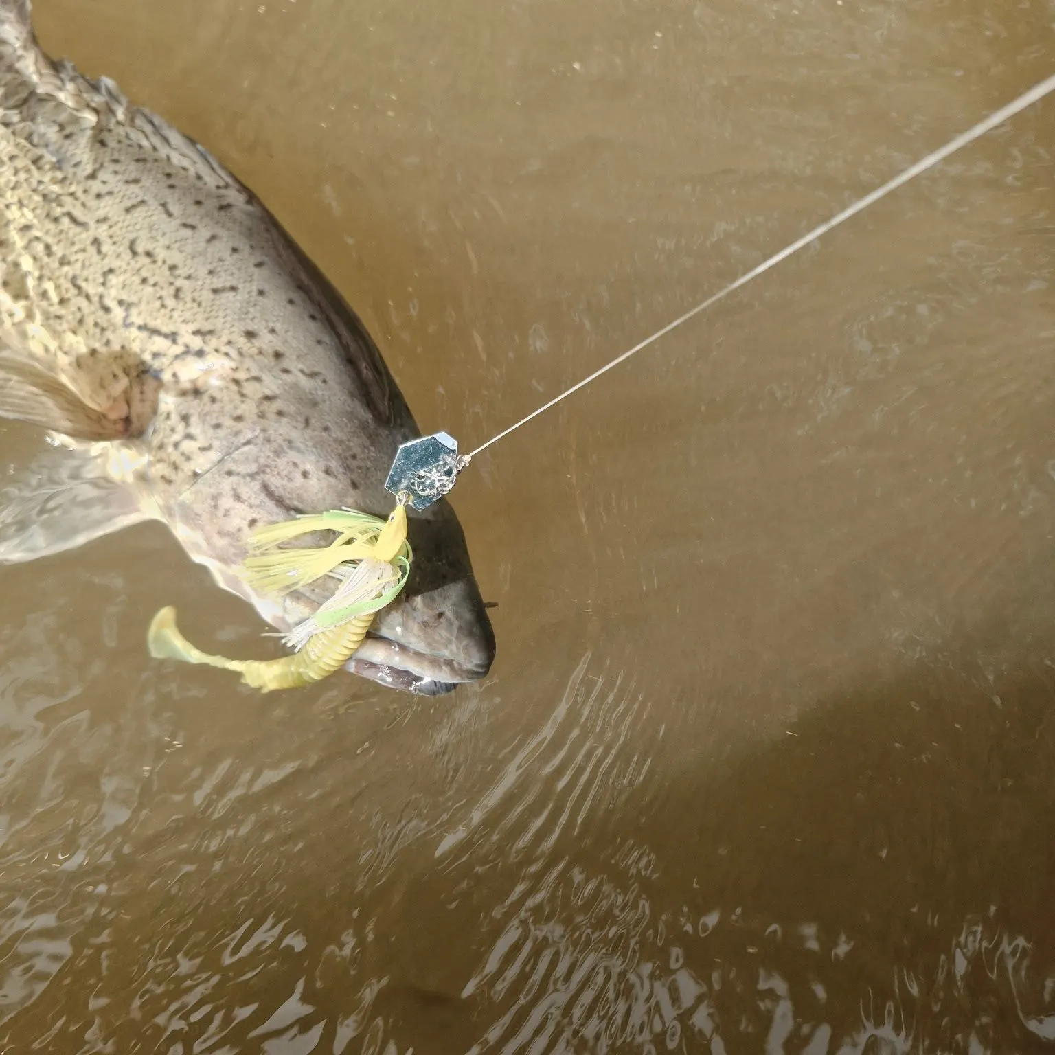 The most recent Trout cod catches on Fishbrain