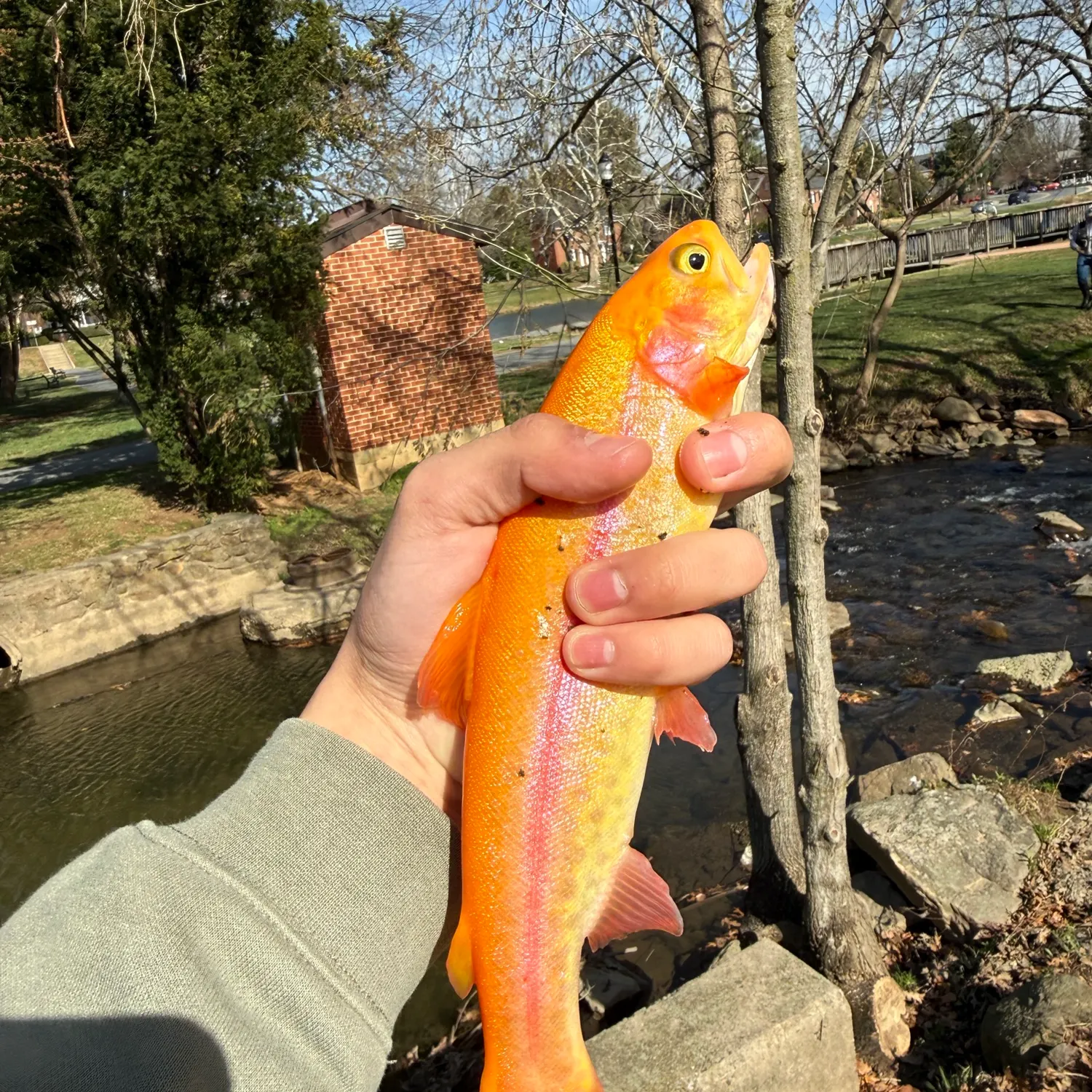 The most recent Golden rainbow trout catches on Fishbrain