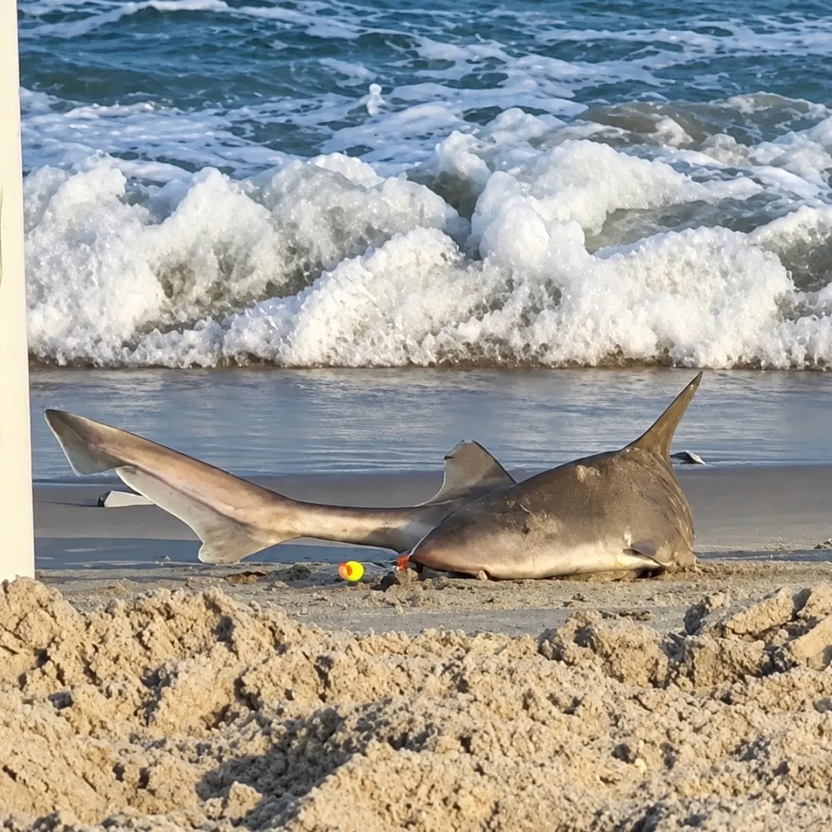 The most recent Sandbar shark catches on Fishbrain