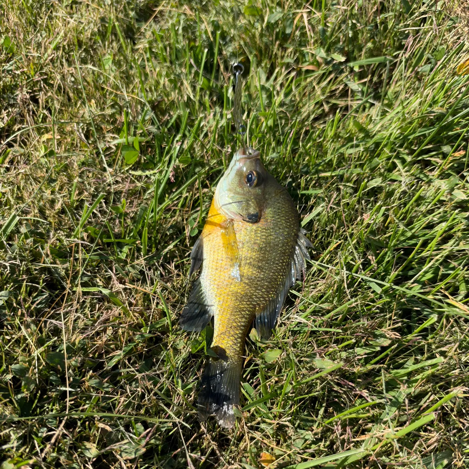 Bluegill caught on Fishbrain
