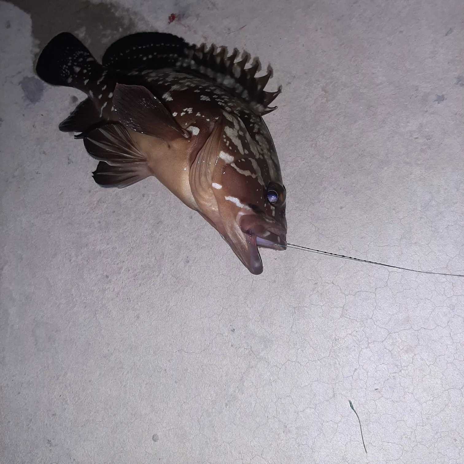 The most recent Dusky grouper catches on Fishbrain