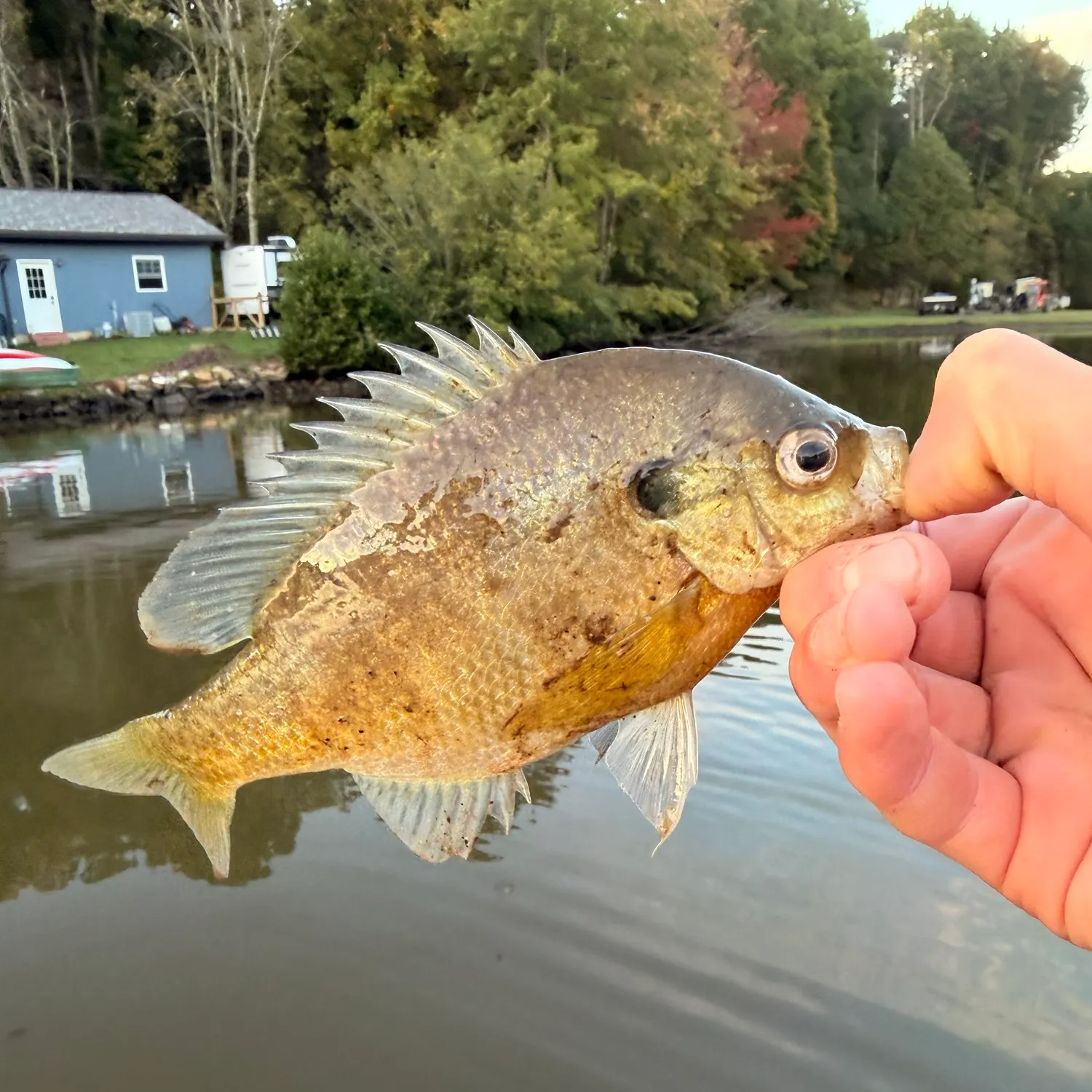Bluegill caught on Fishbrain