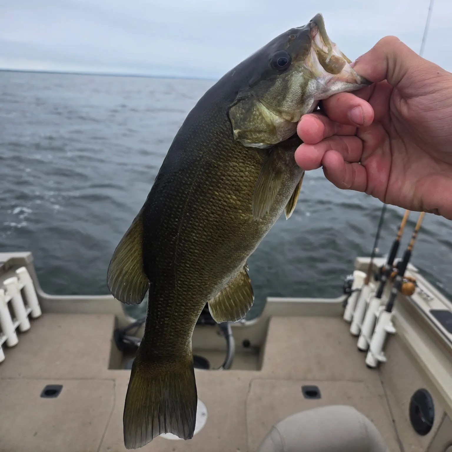 Smallmouth bass caught on Fishbrain