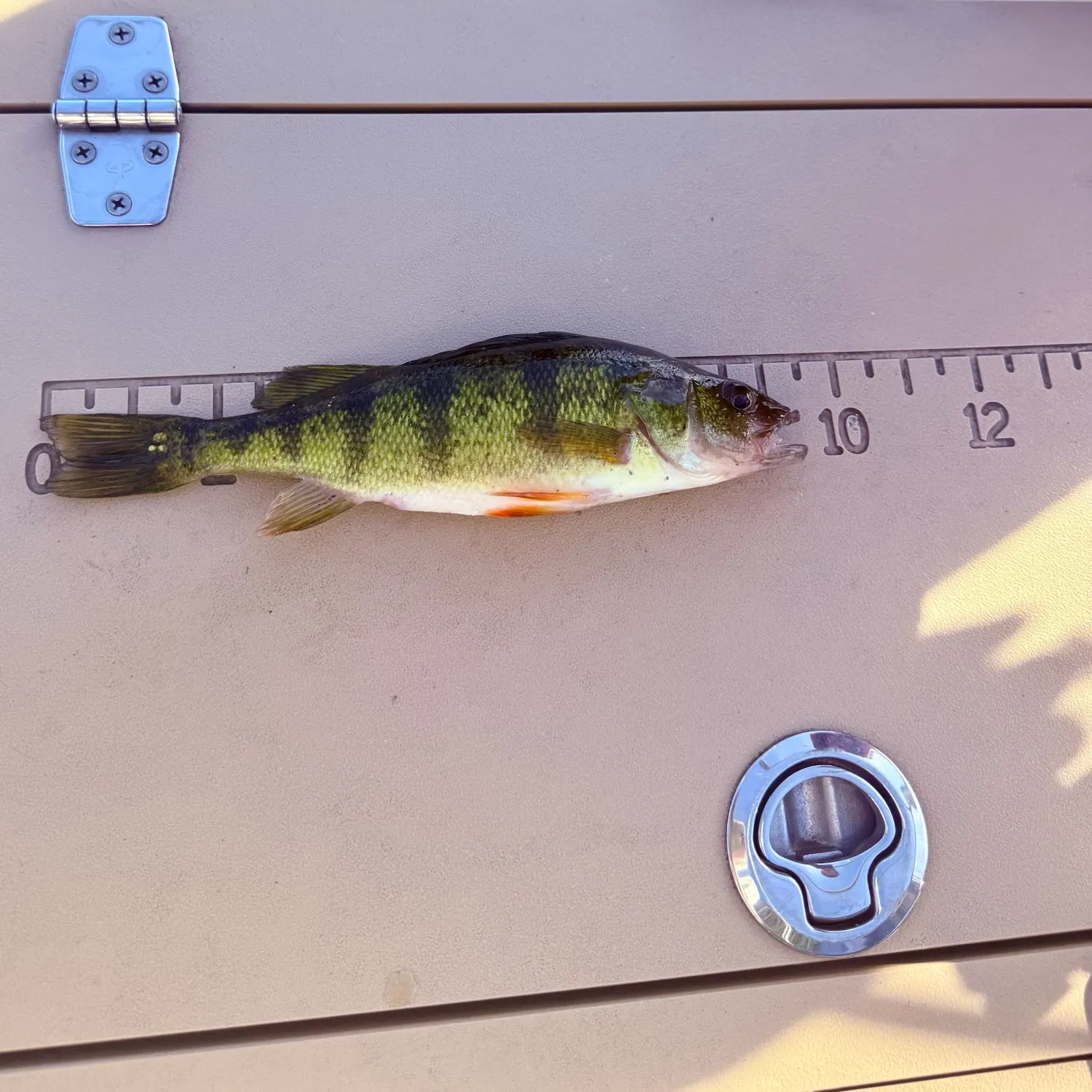 Yellow perch caught on Fishbrain