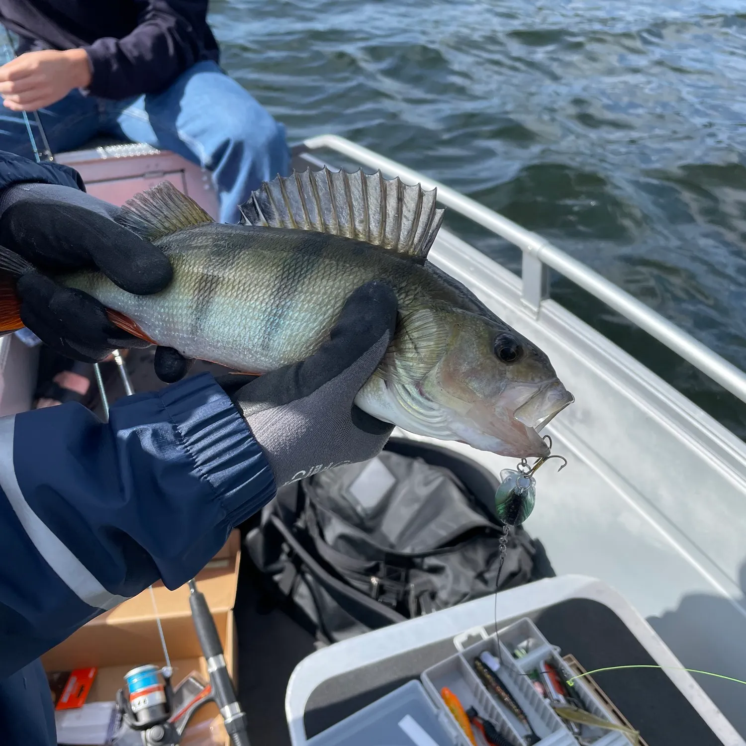 The most recent European perch catches on Fishbrain