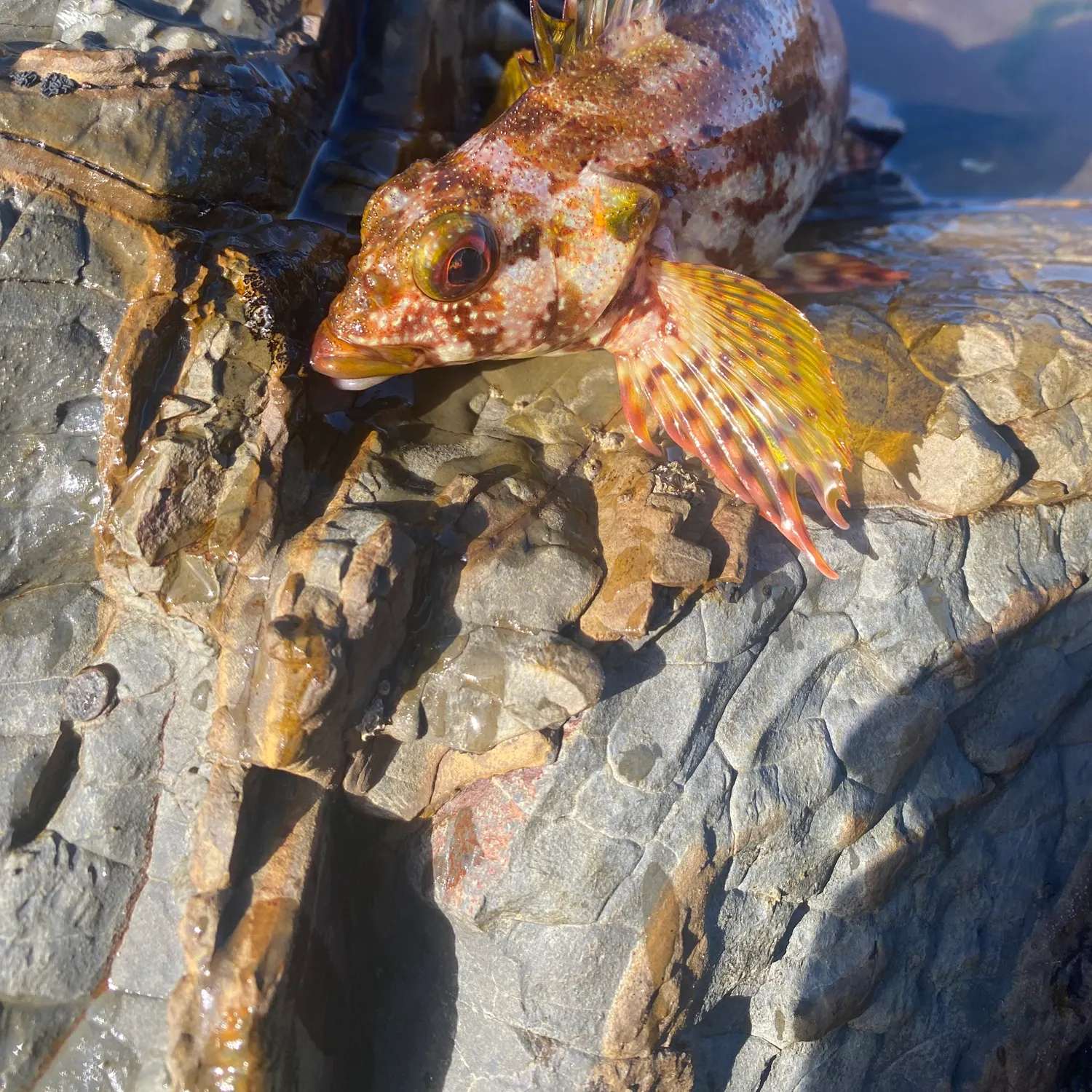 The most recent Pacific spotted scorpionfish catches on Fishbrain