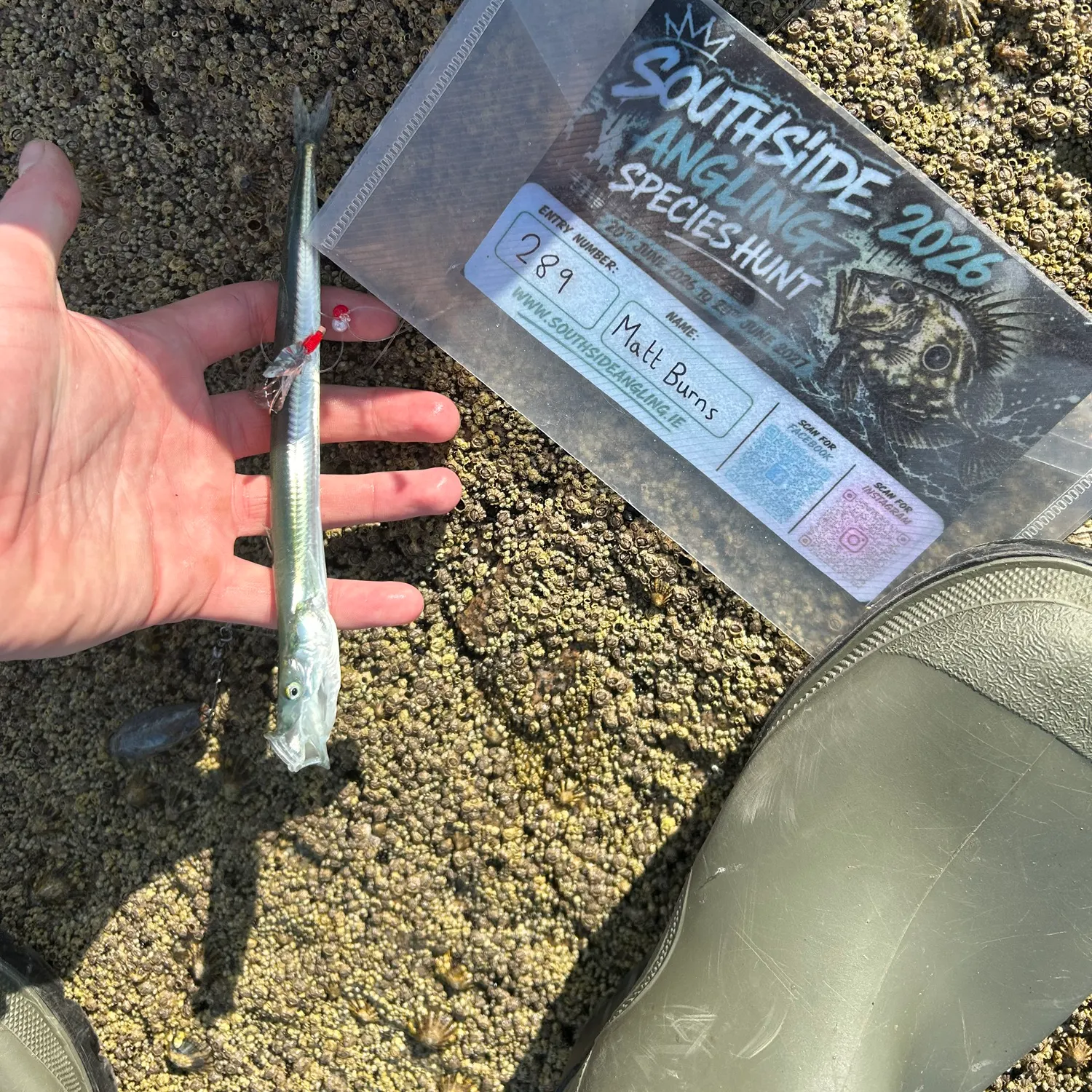 The most recent Great sandeel catches on Fishbrain