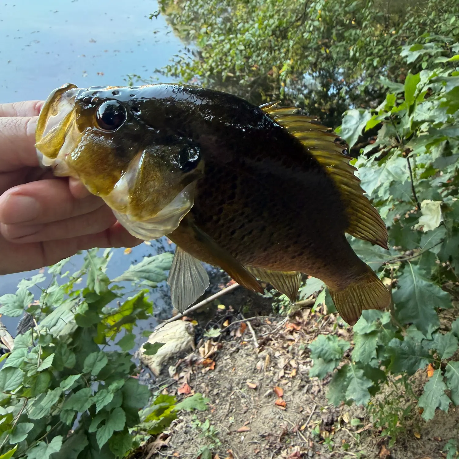 Warmouth caught on Fishbrain