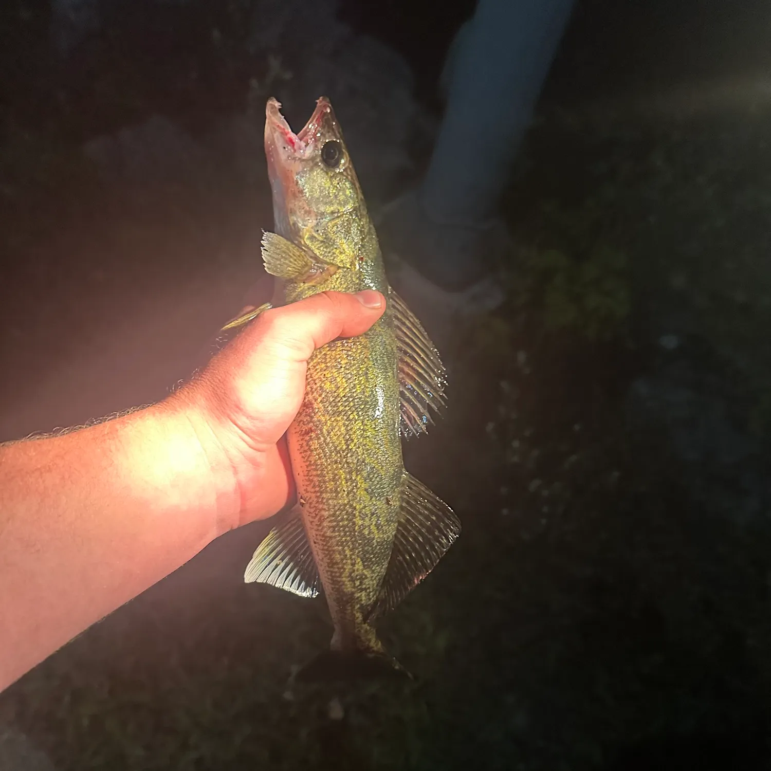 Sauger caught on Fishbrain