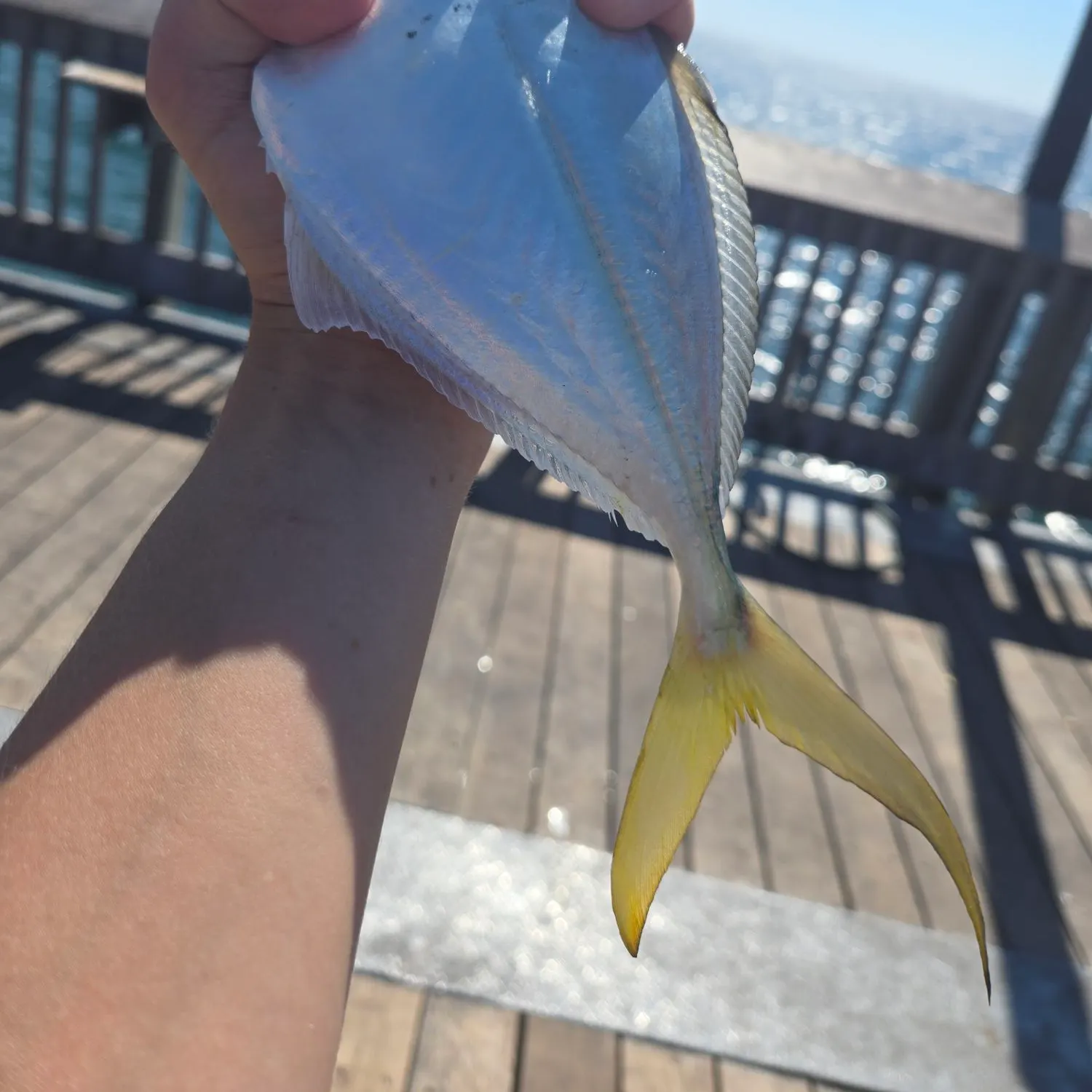 The most recent Leatherjack catches on Fishbrain