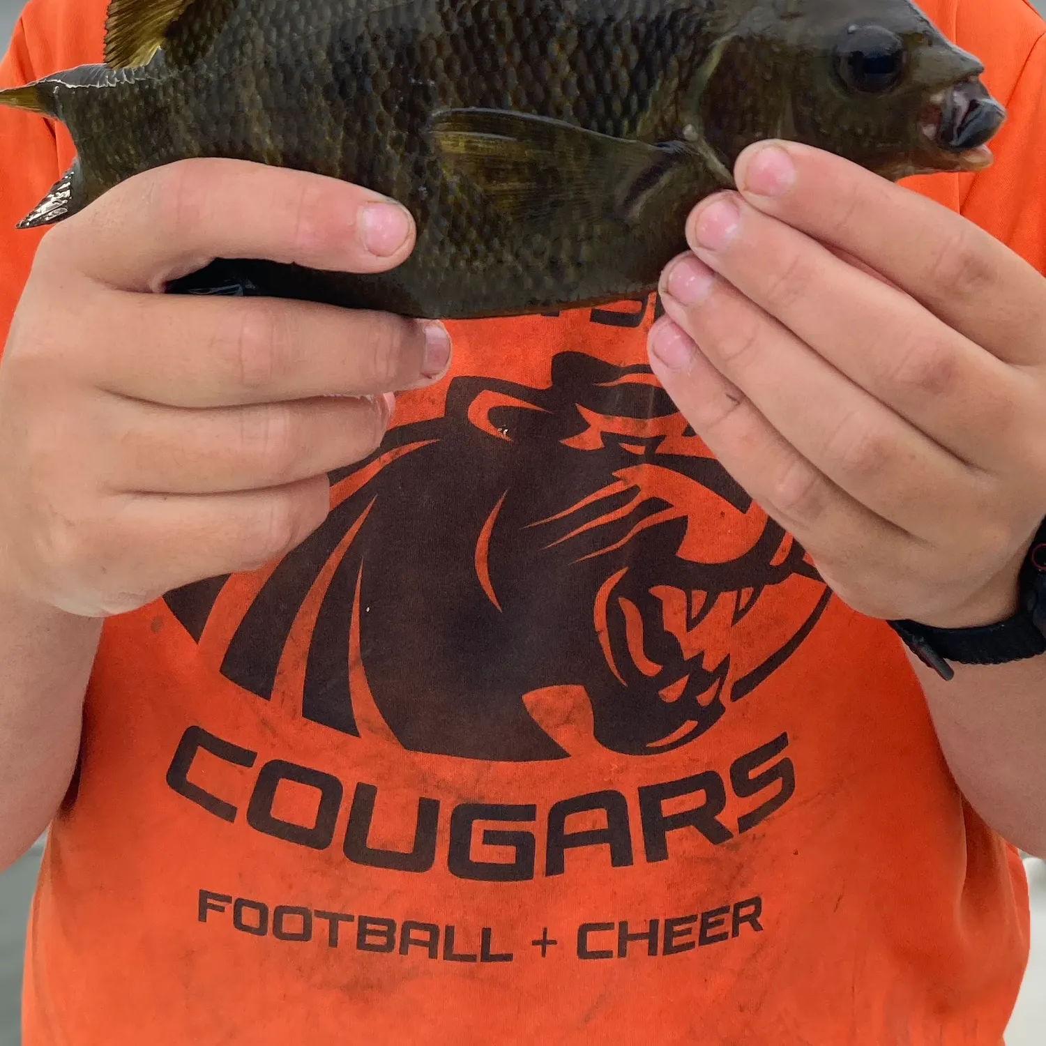 The most recent Pile perch catches on Fishbrain