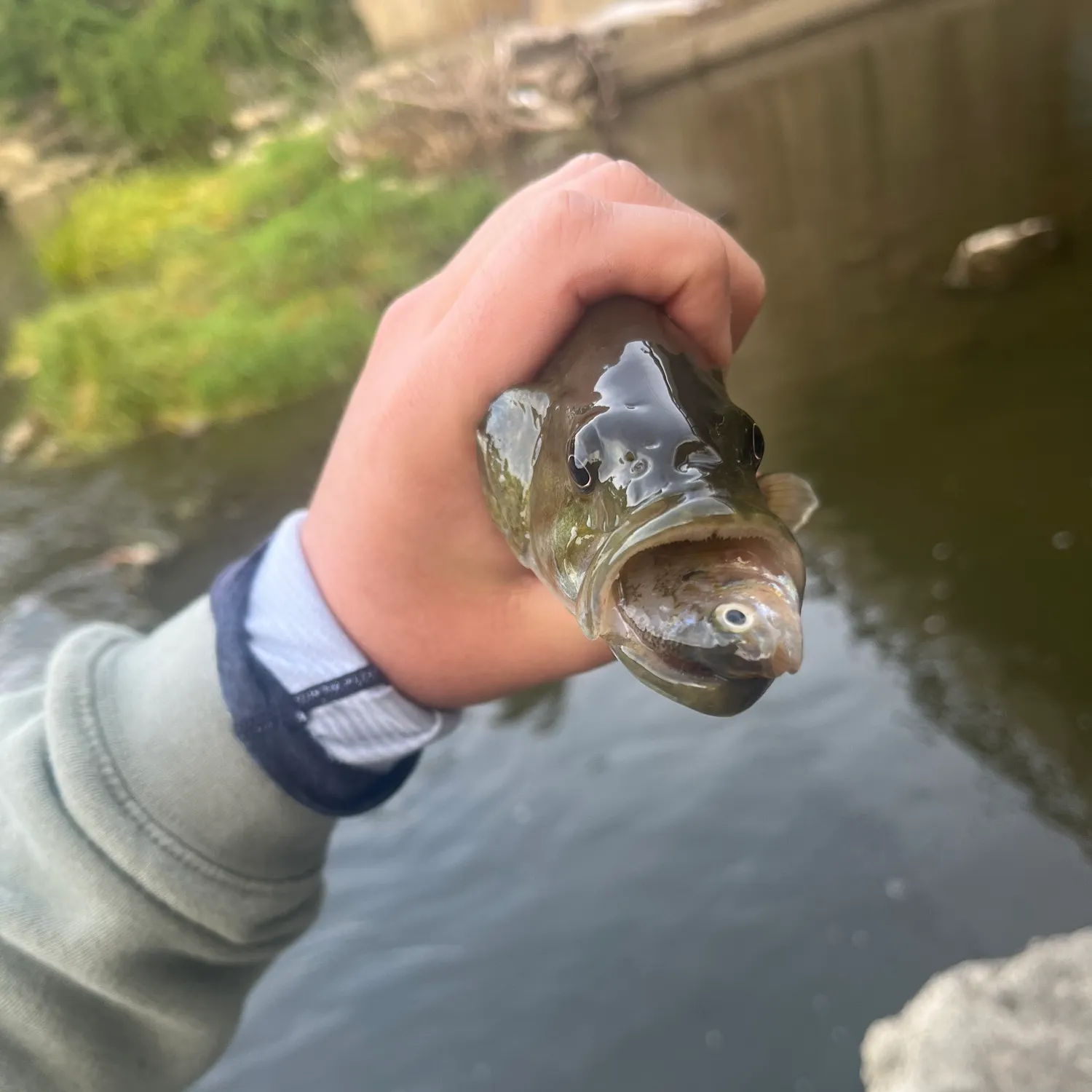 Smallmouth bass caught on Fishbrain