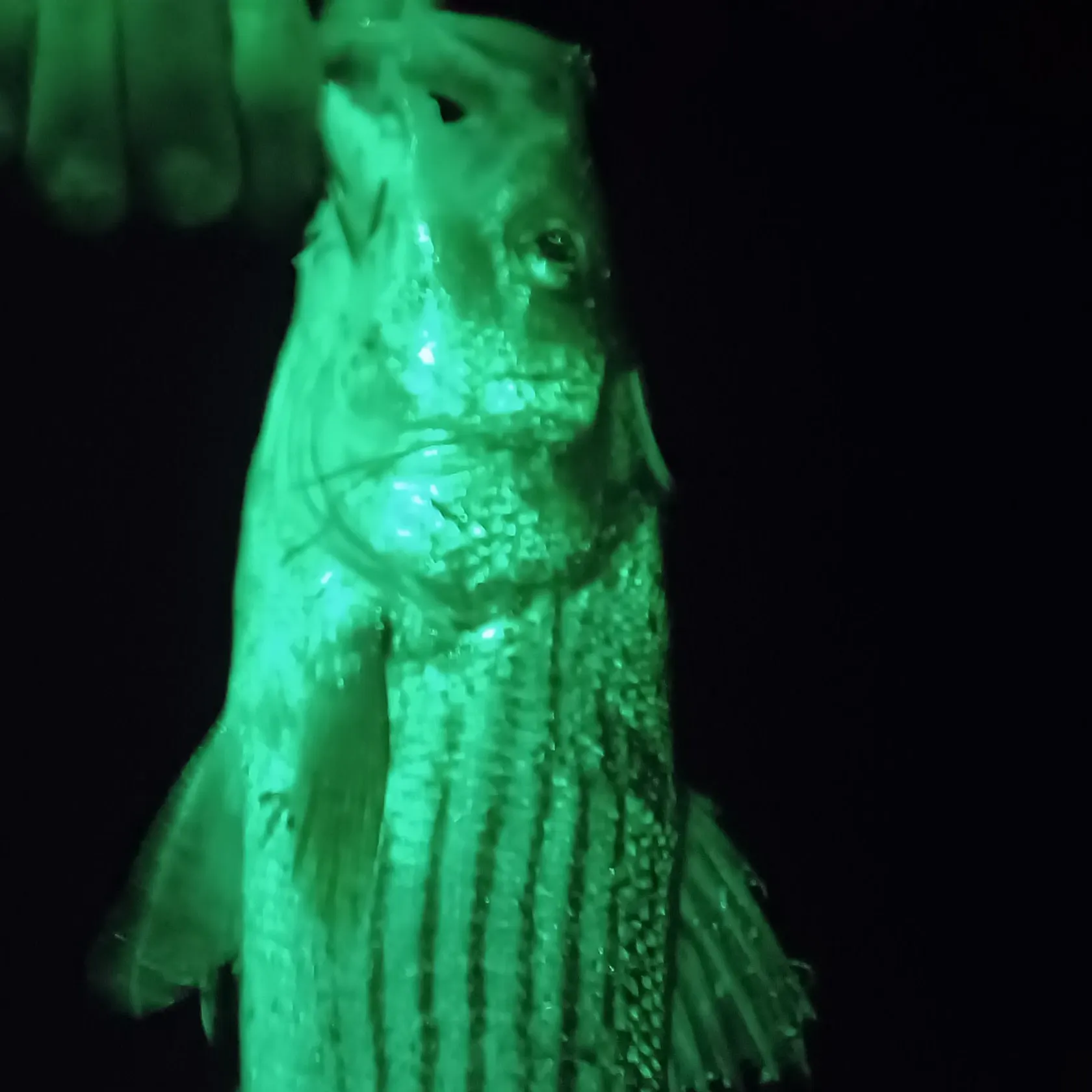 Striped bass caught on Fishbrain