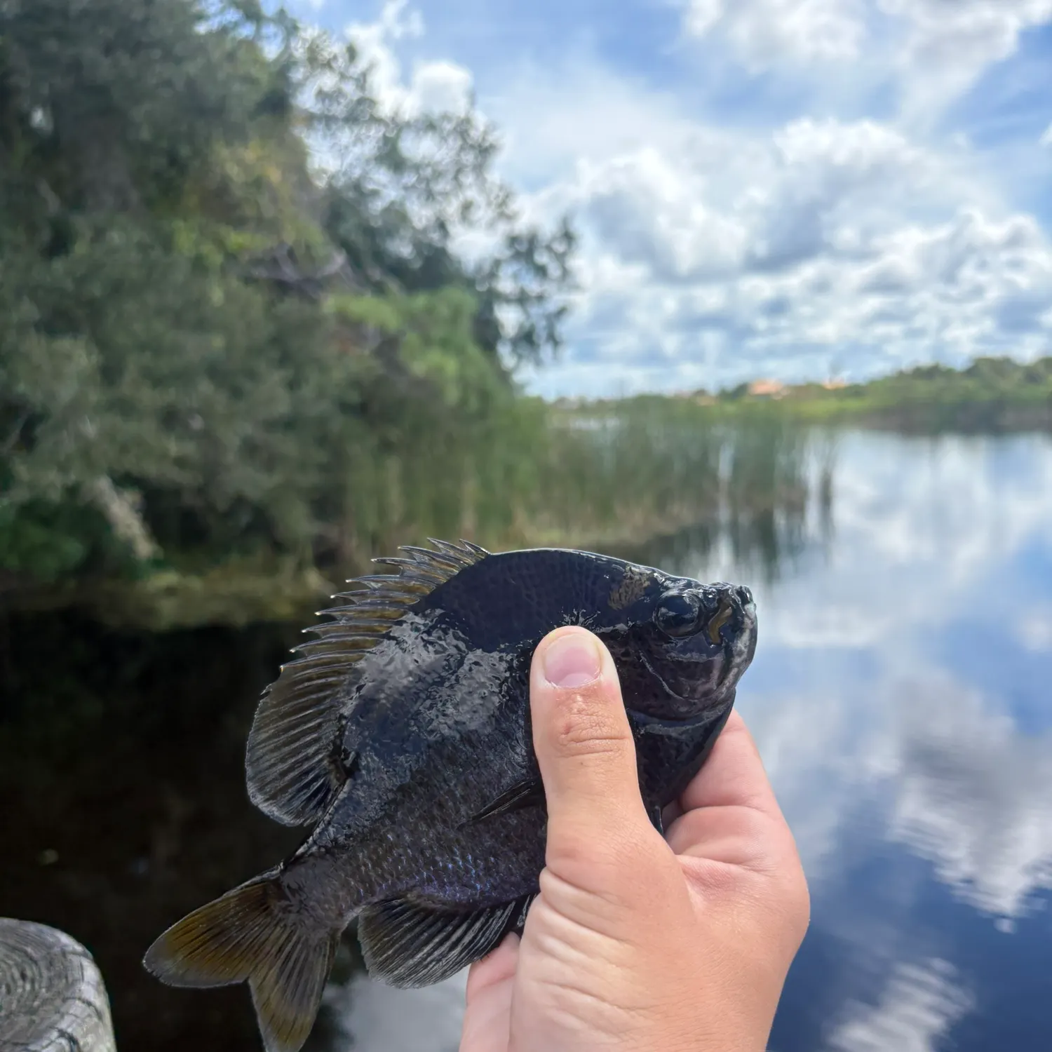 The most recent Coppernose bluegill catches on Fishbrain
