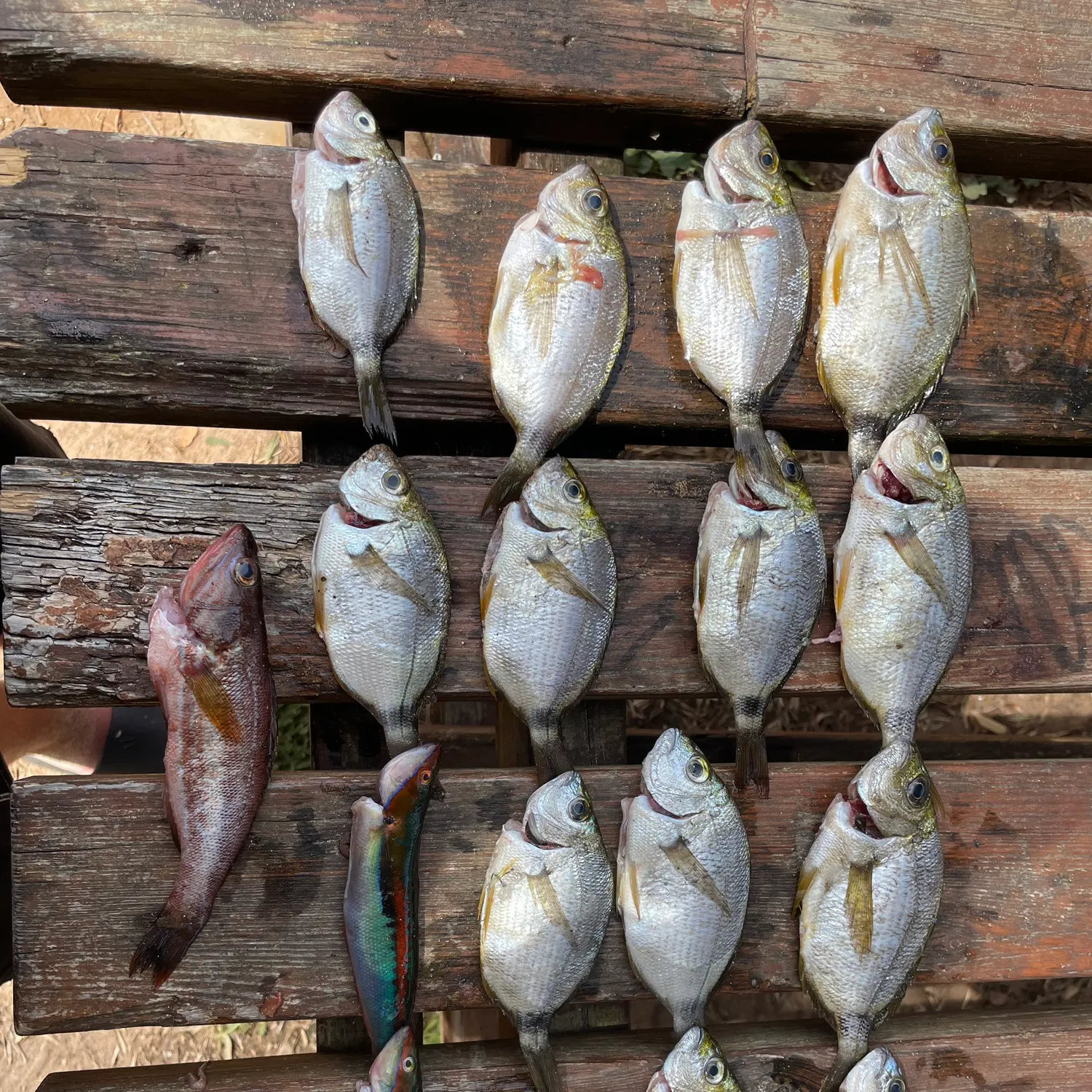 recently logged catches