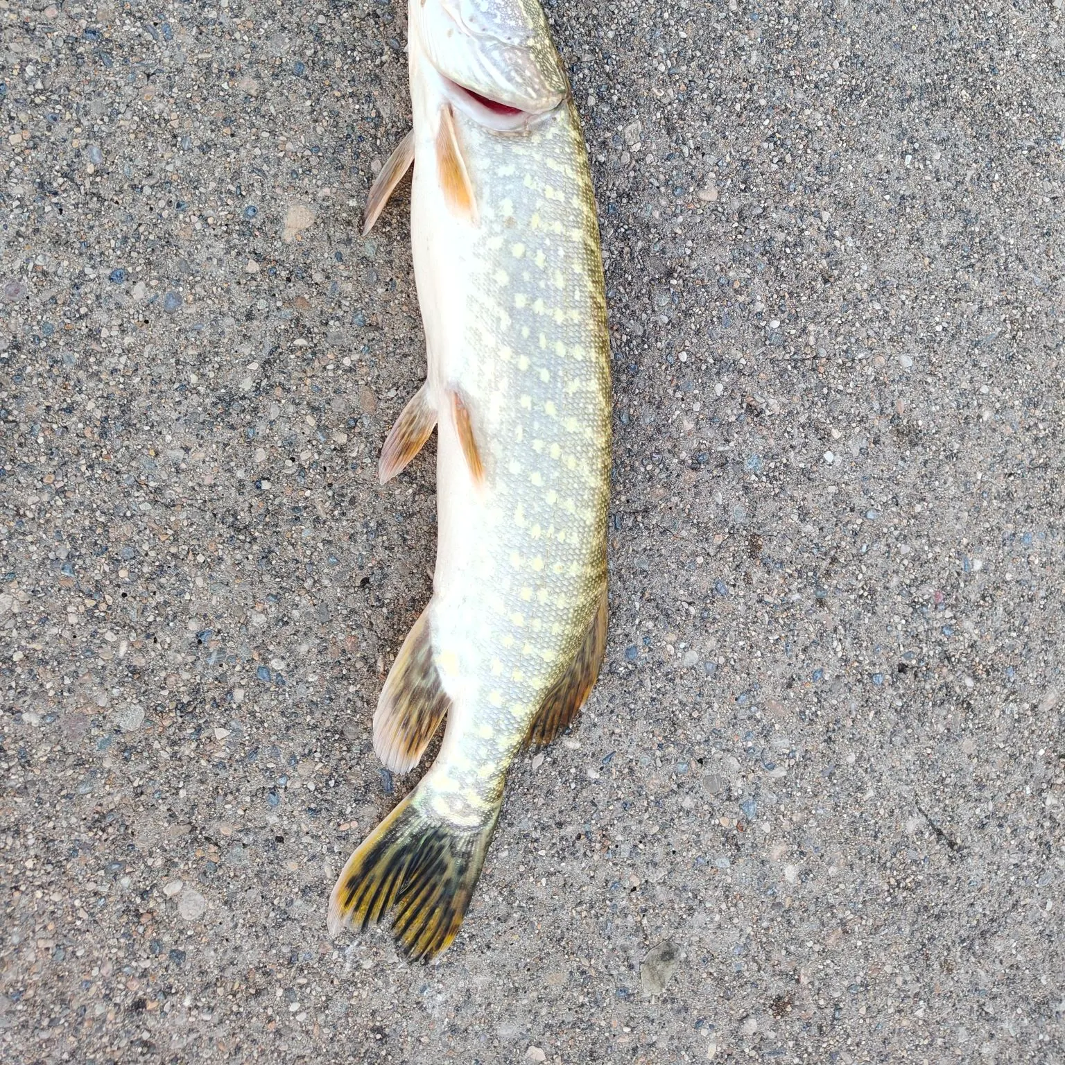 Northern pike caught on Fishbrain