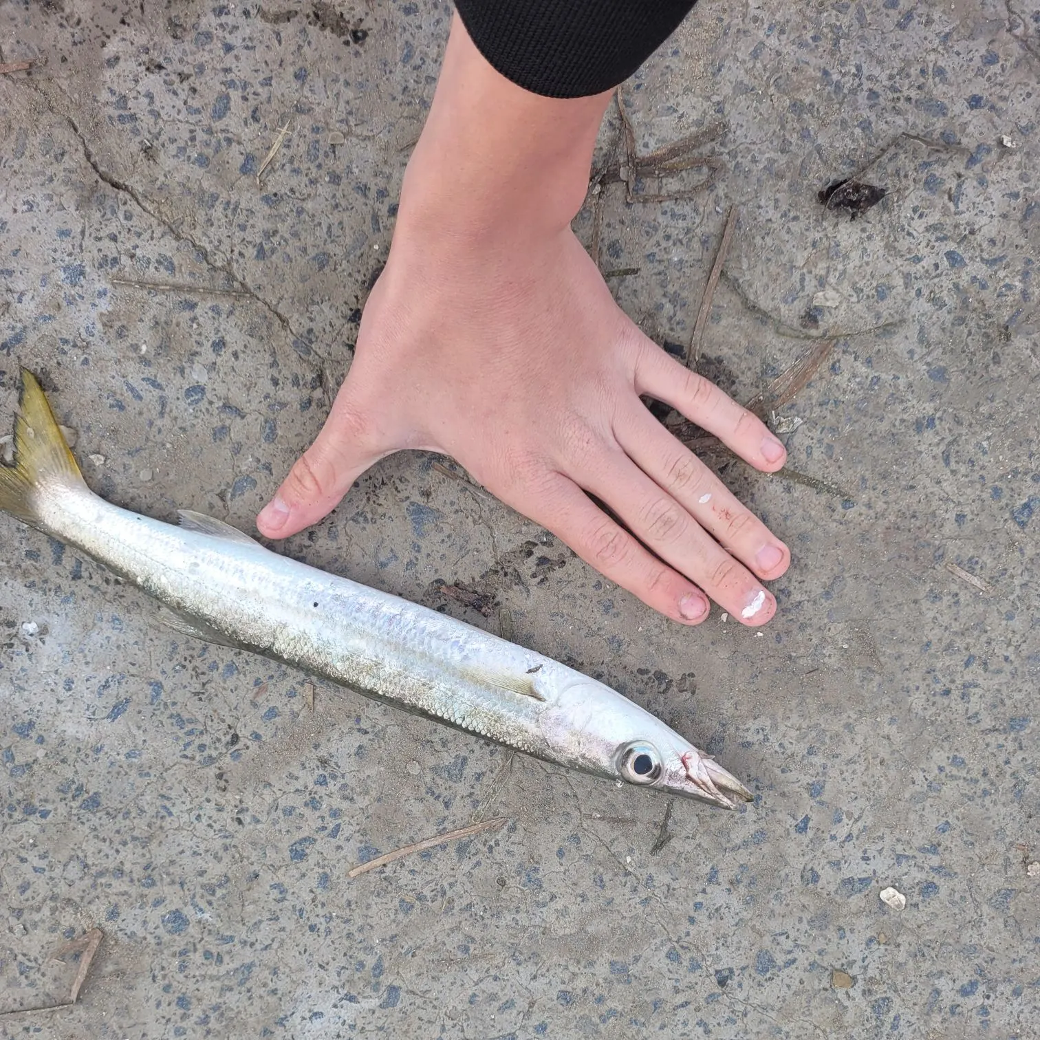 The most recent Pickhandle barracuda catches on Fishbrain