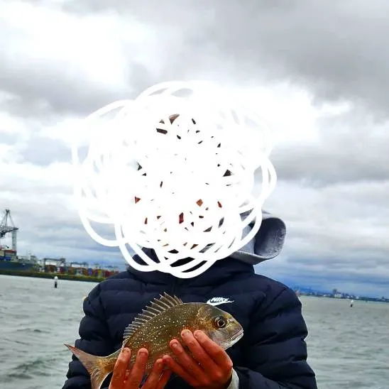 Australasian snapper caught on Fishbrain