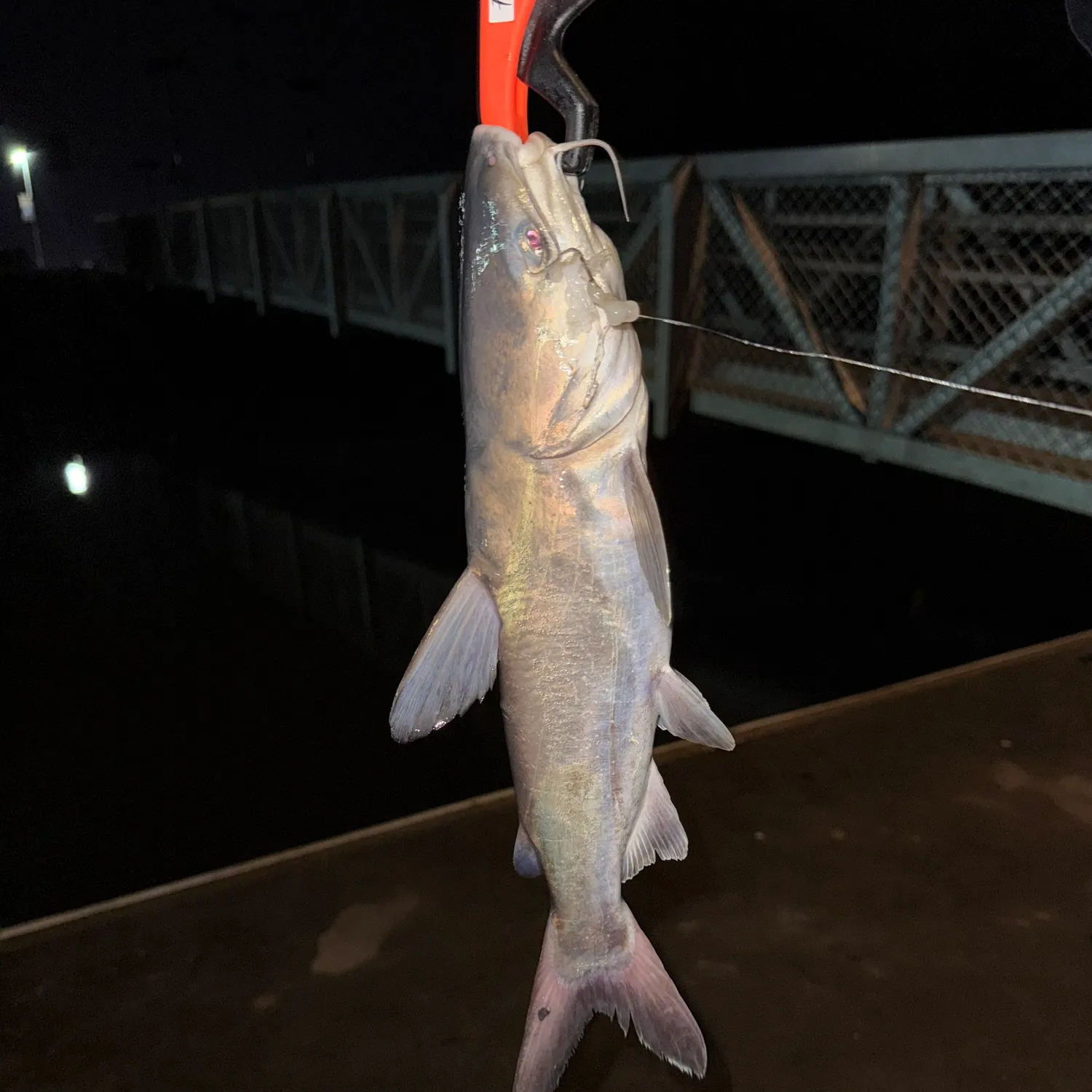 The most recent Blue salmon catfish catches on Fishbrain