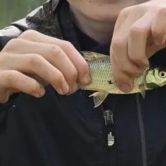 Common roach caught on Fishbrain