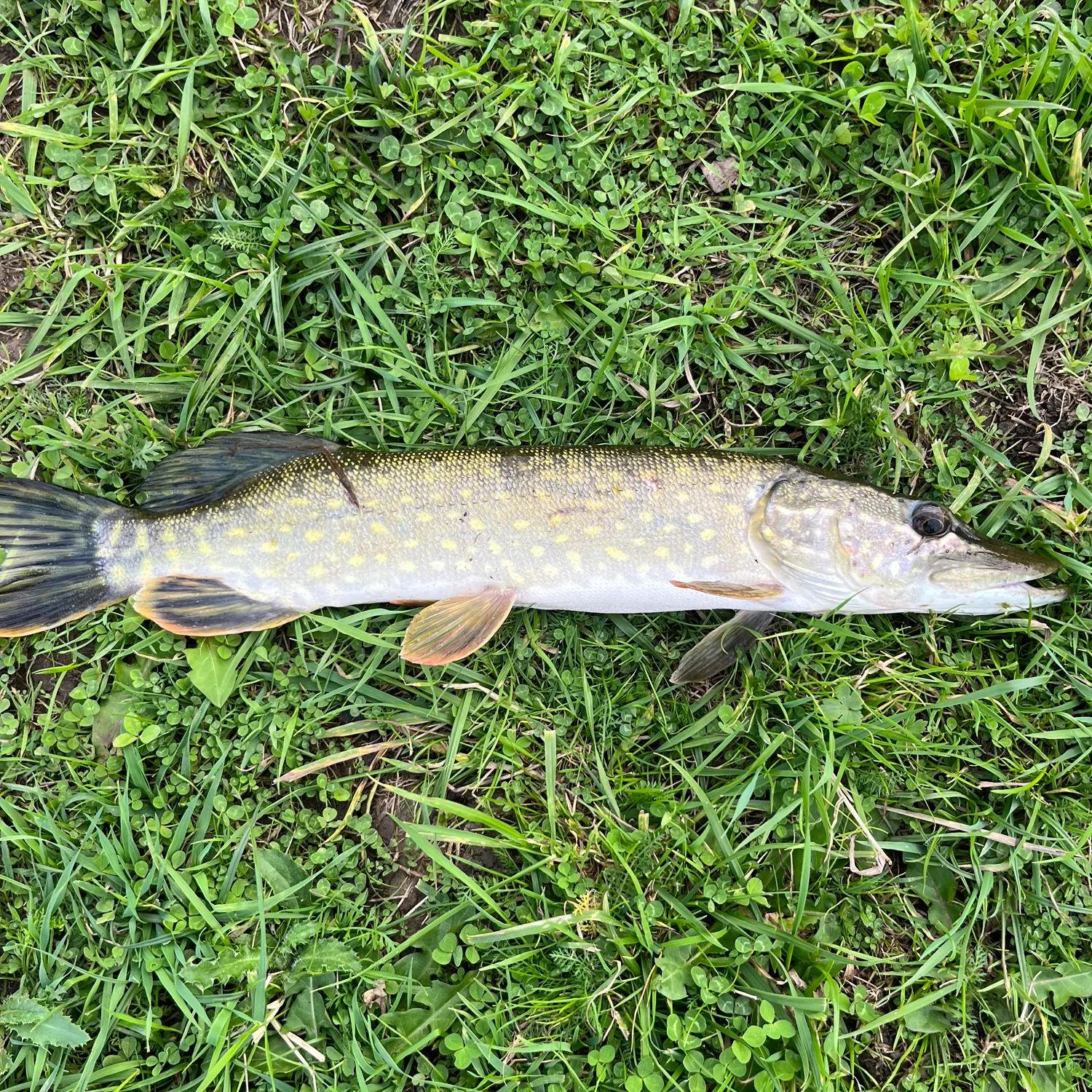 Northern pike caught on Fishbrain