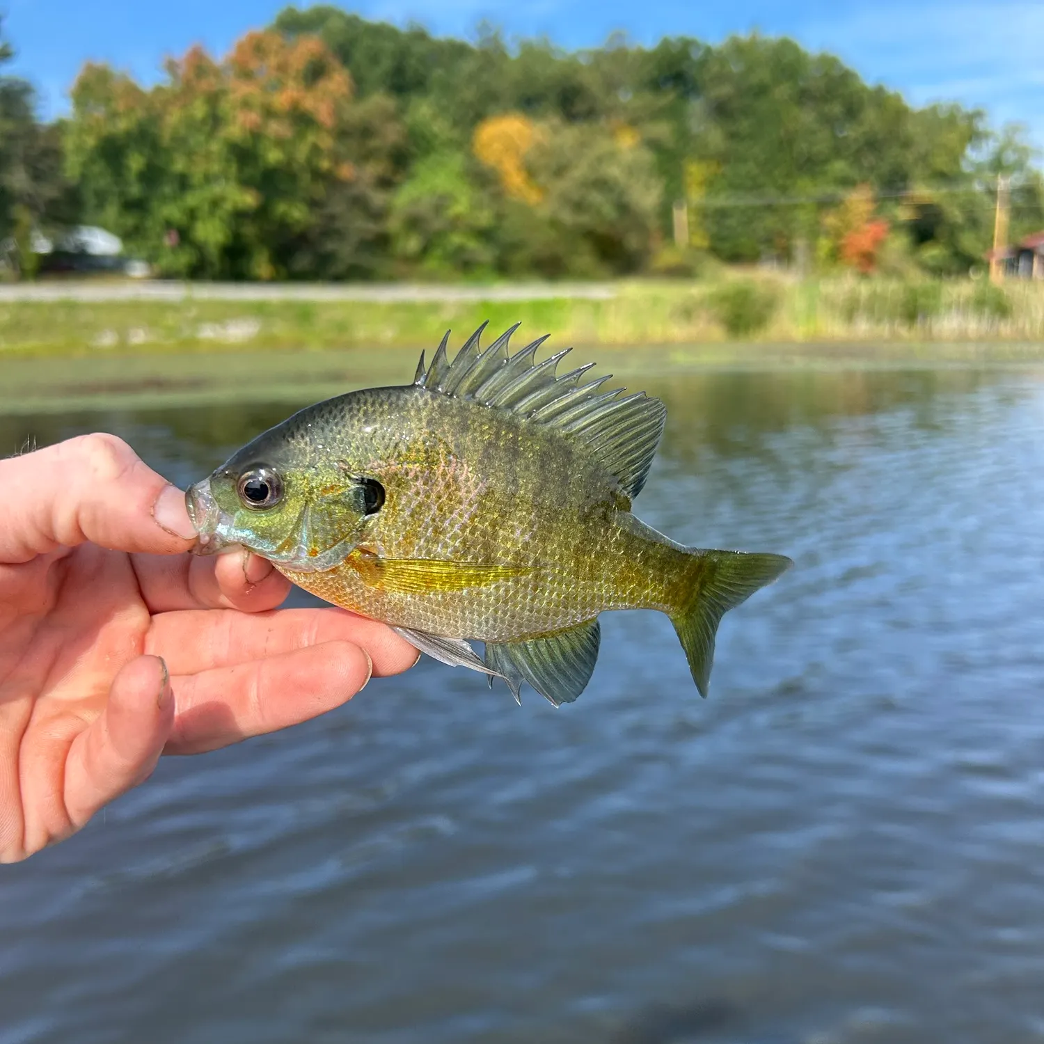 Bluegill caught on Fishbrain