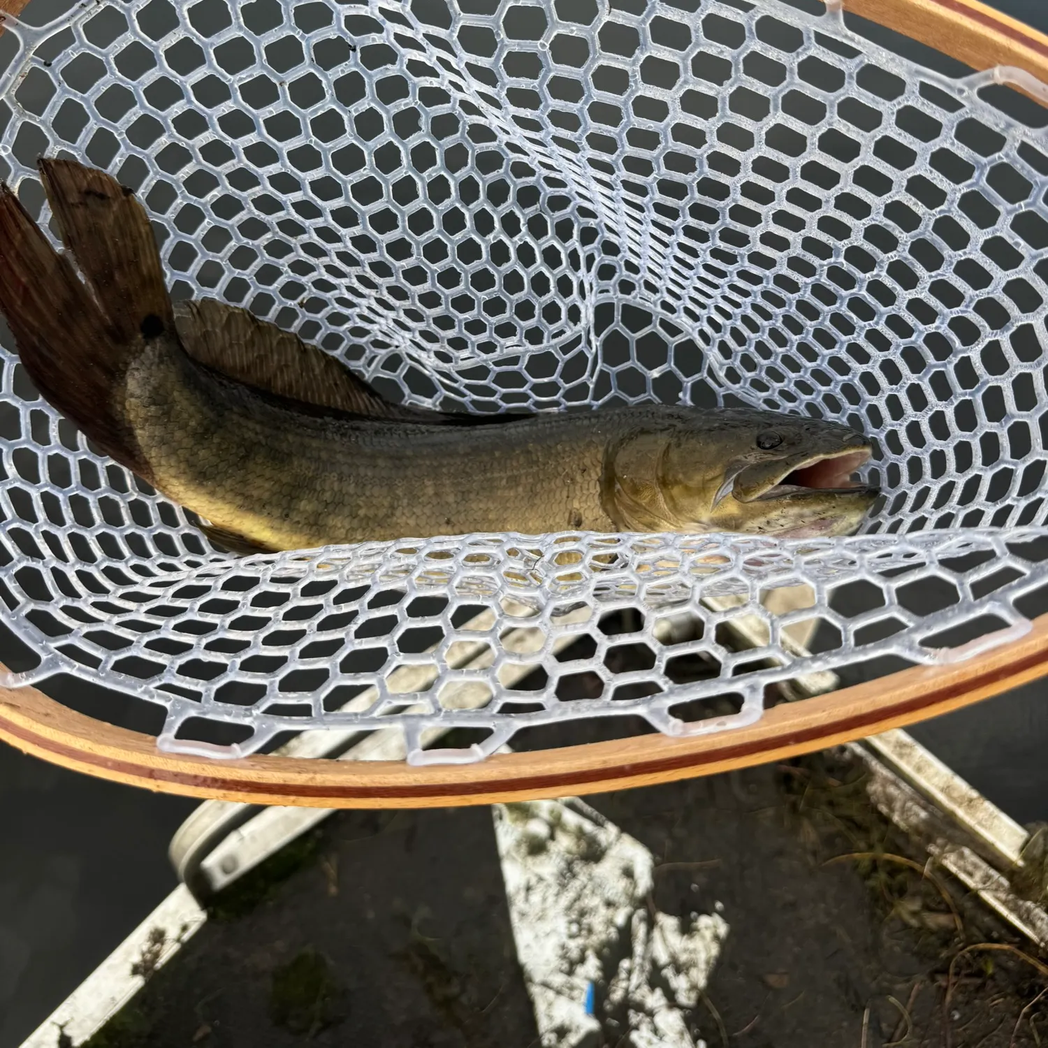 Eyetail bowfin caught on Fishbrain