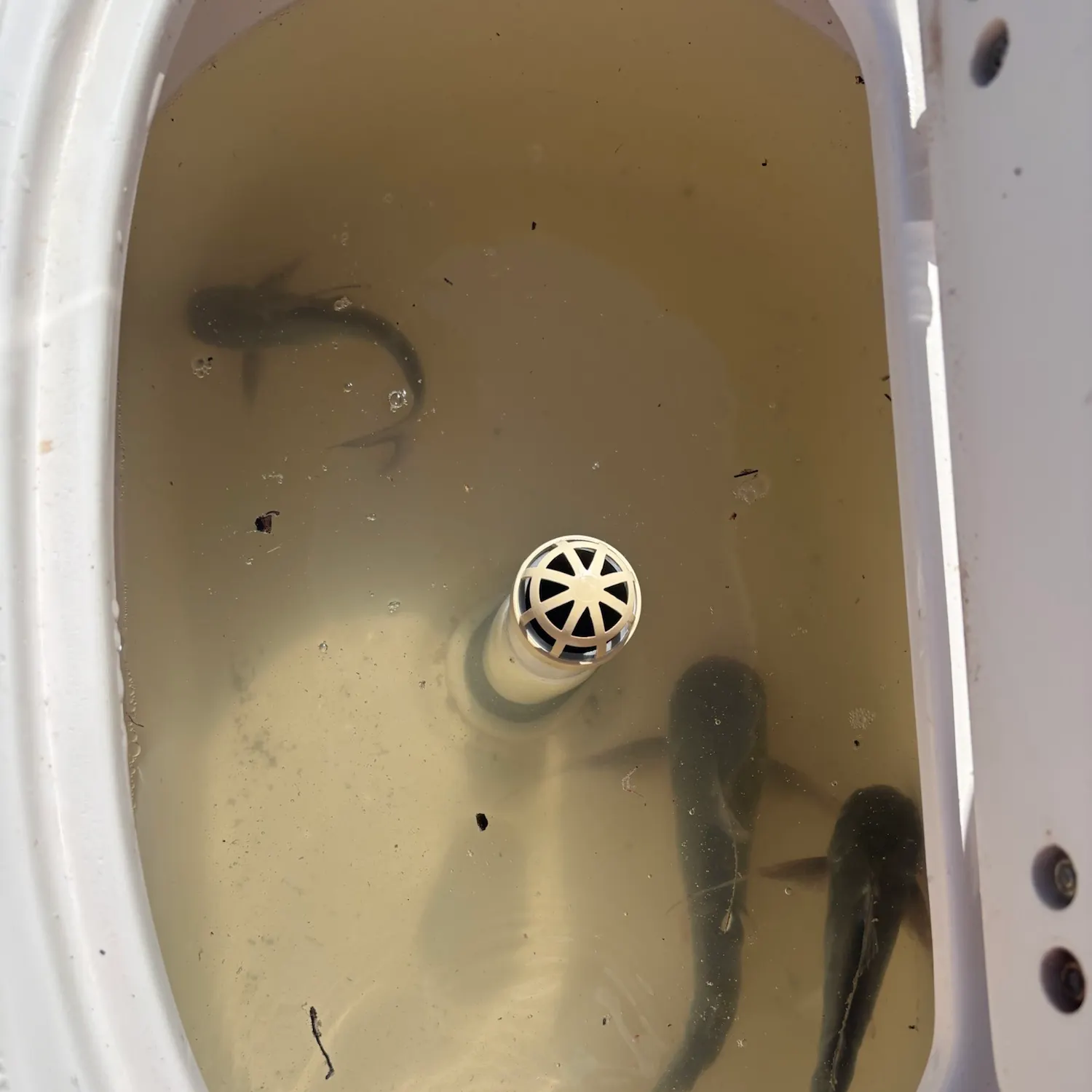 Gafftopsail sea catfish caught on Fishbrain