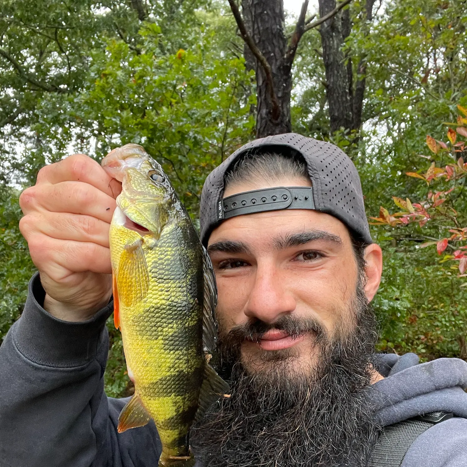 Yellow perch caught on Fishbrain