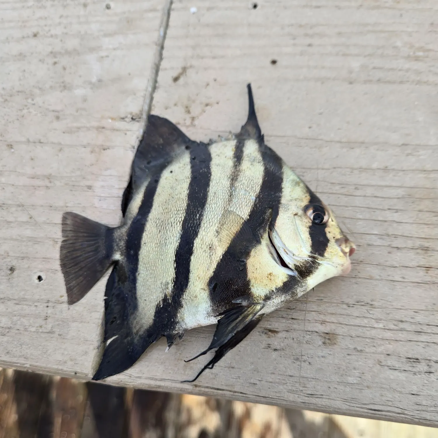 The most recent Atlantic spadefish catches on Fishbrain