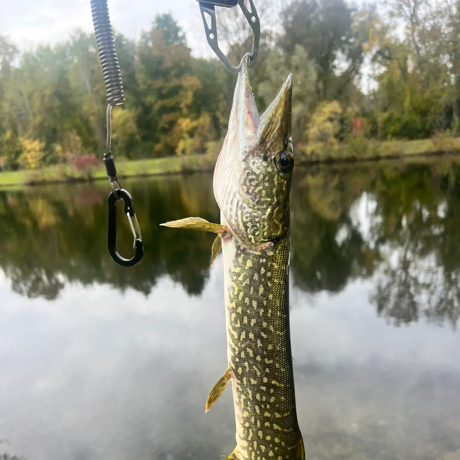 Northern pike caught on Fishbrain