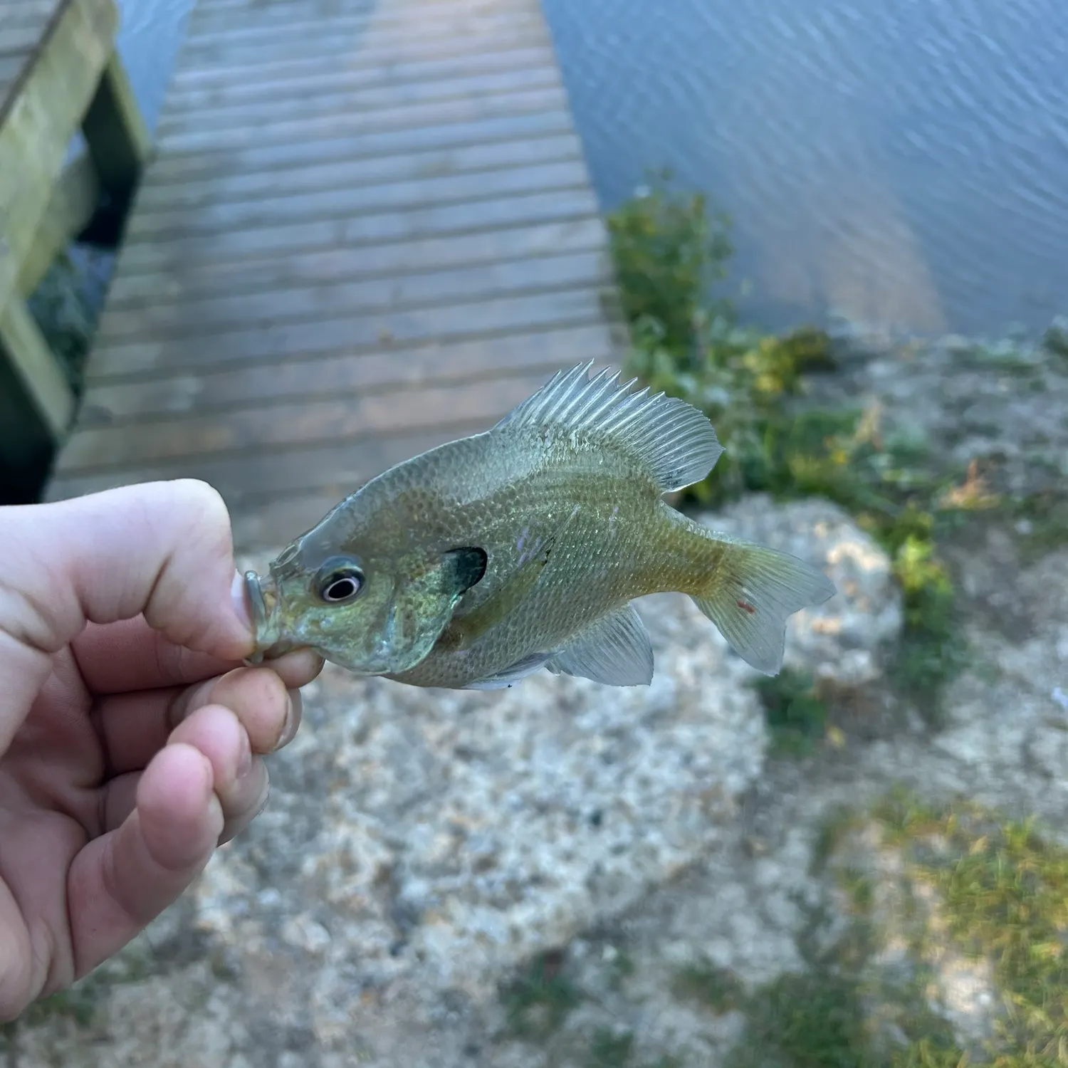Bluegill caught on Fishbrain