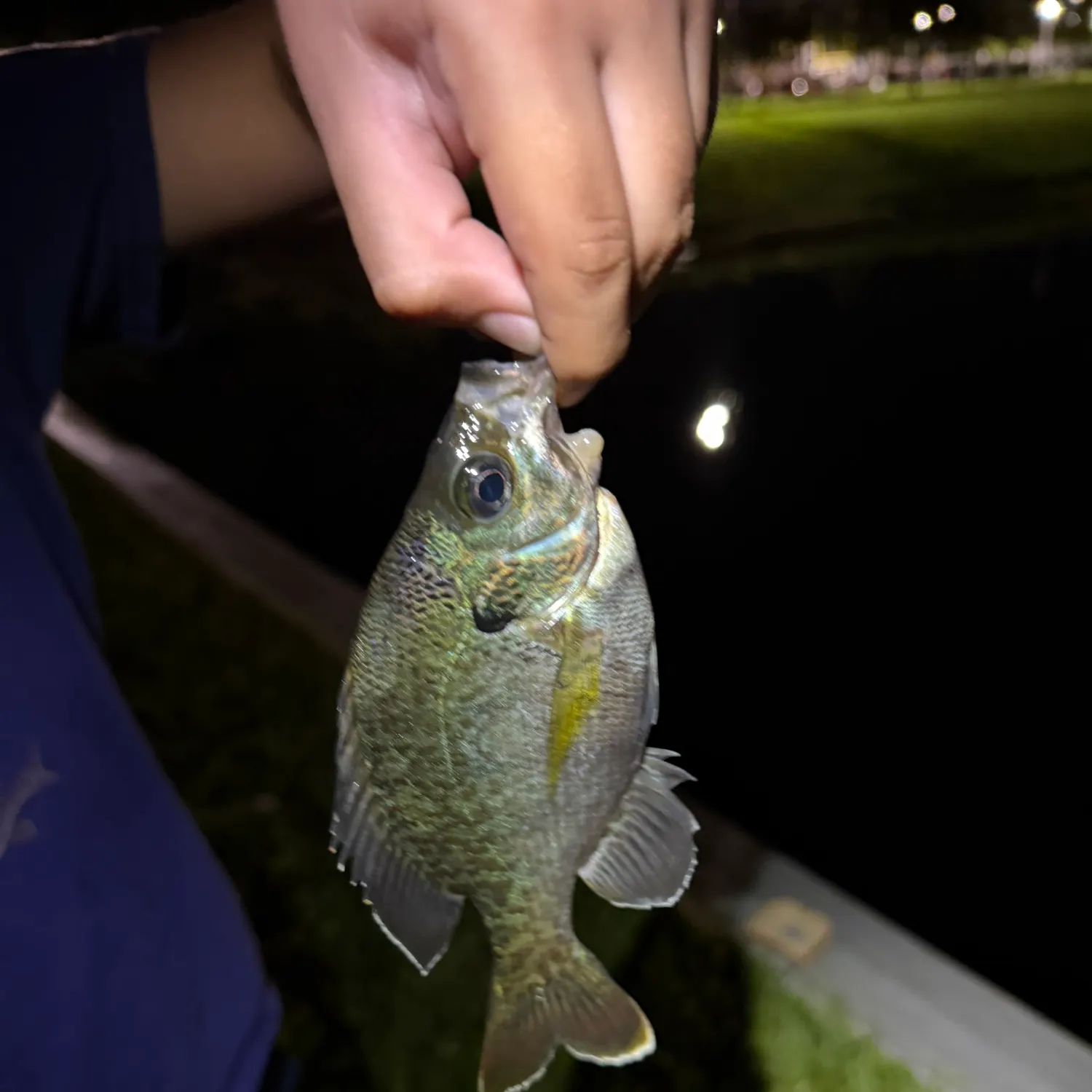 Bluegill caught on Fishbrain